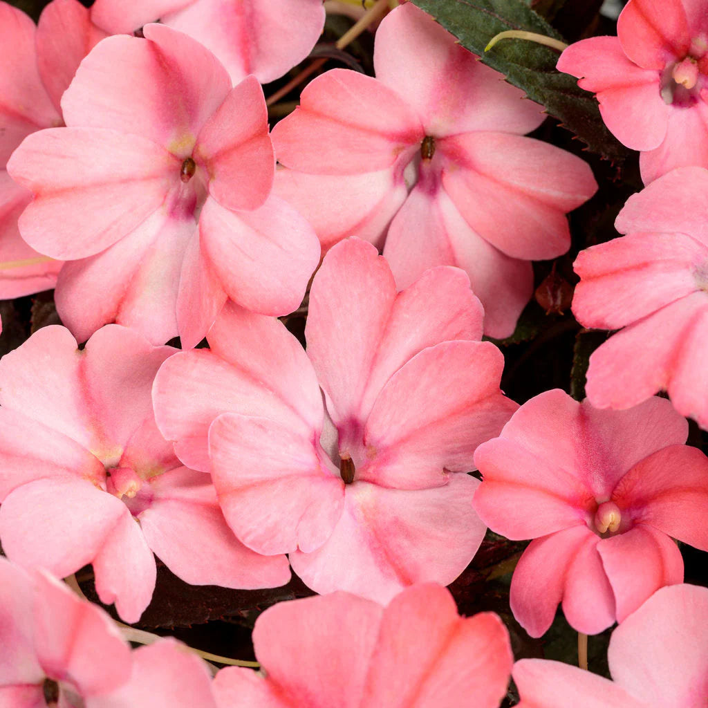 Proven Selections® SunPatiens® Compact Blush Pink Impatiens (Impatiens x hybrida)