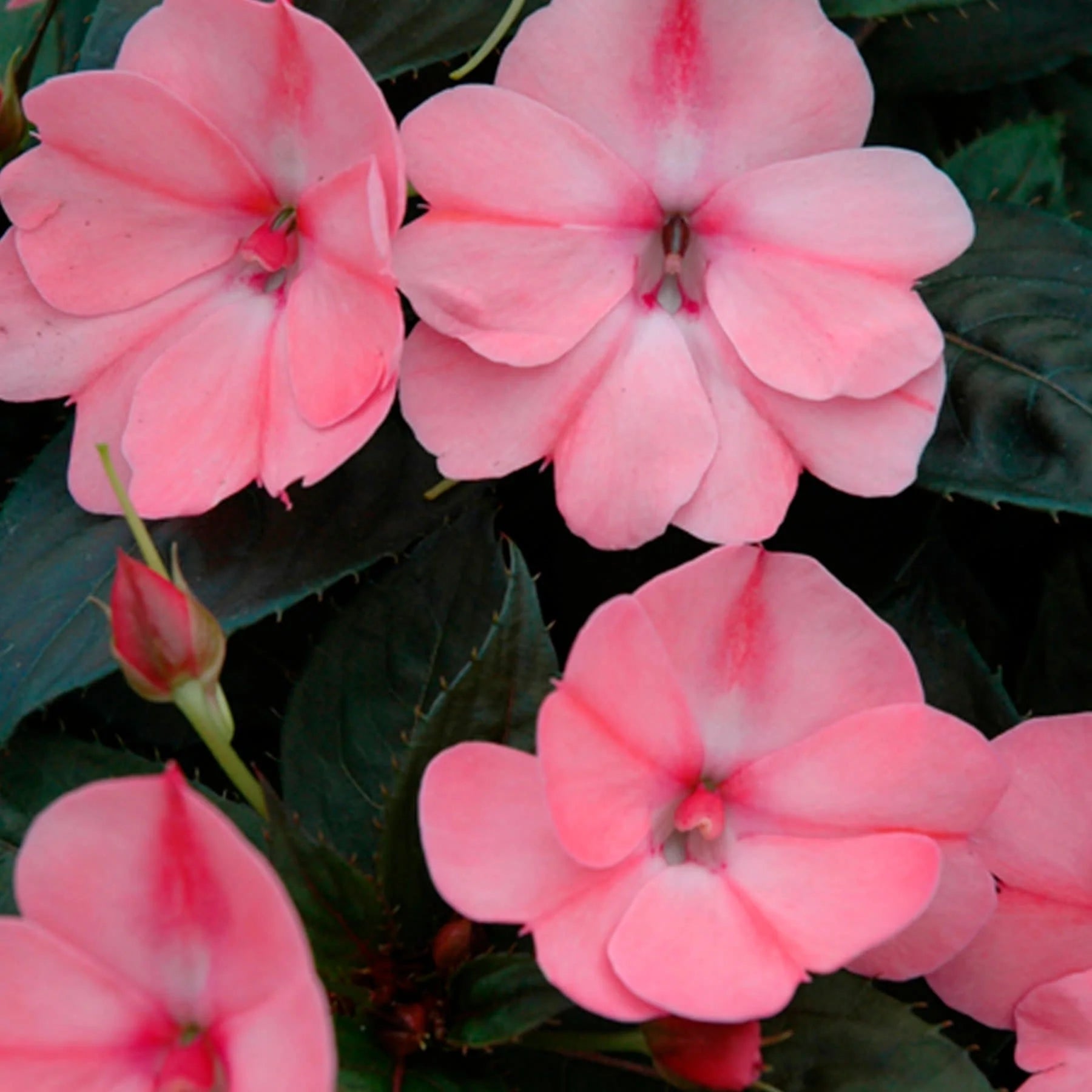 Proven Selections® SunPatiens® Compact Blush Pink Impatiens (Impatiens x hybrida)