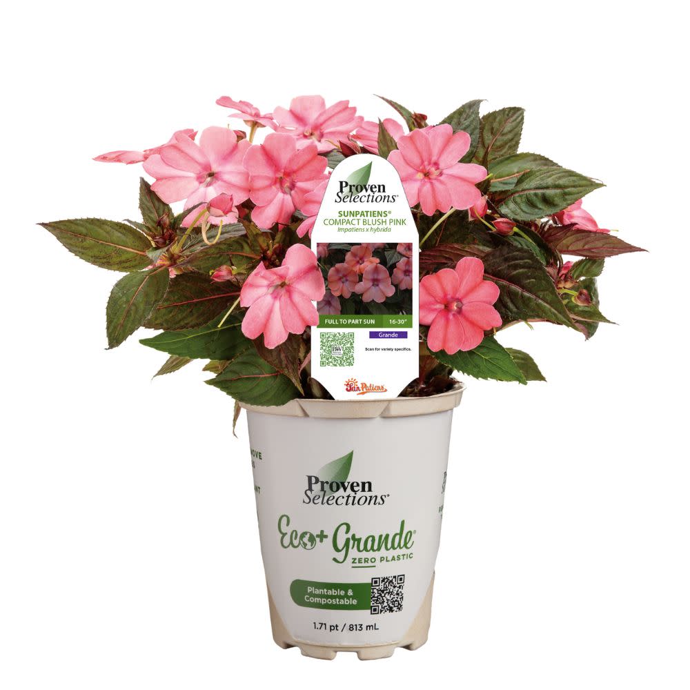 Proven Selections® SunPatiens® Compact Blush Pink Impatiens (Impatiens x hybrida)