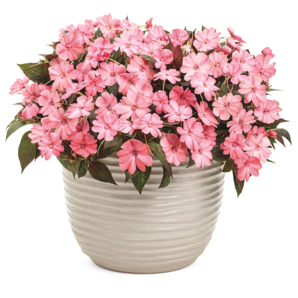 Proven Selections® SunPatiens® Compact Blush Pink Impatiens (Impatiens x hybrida)