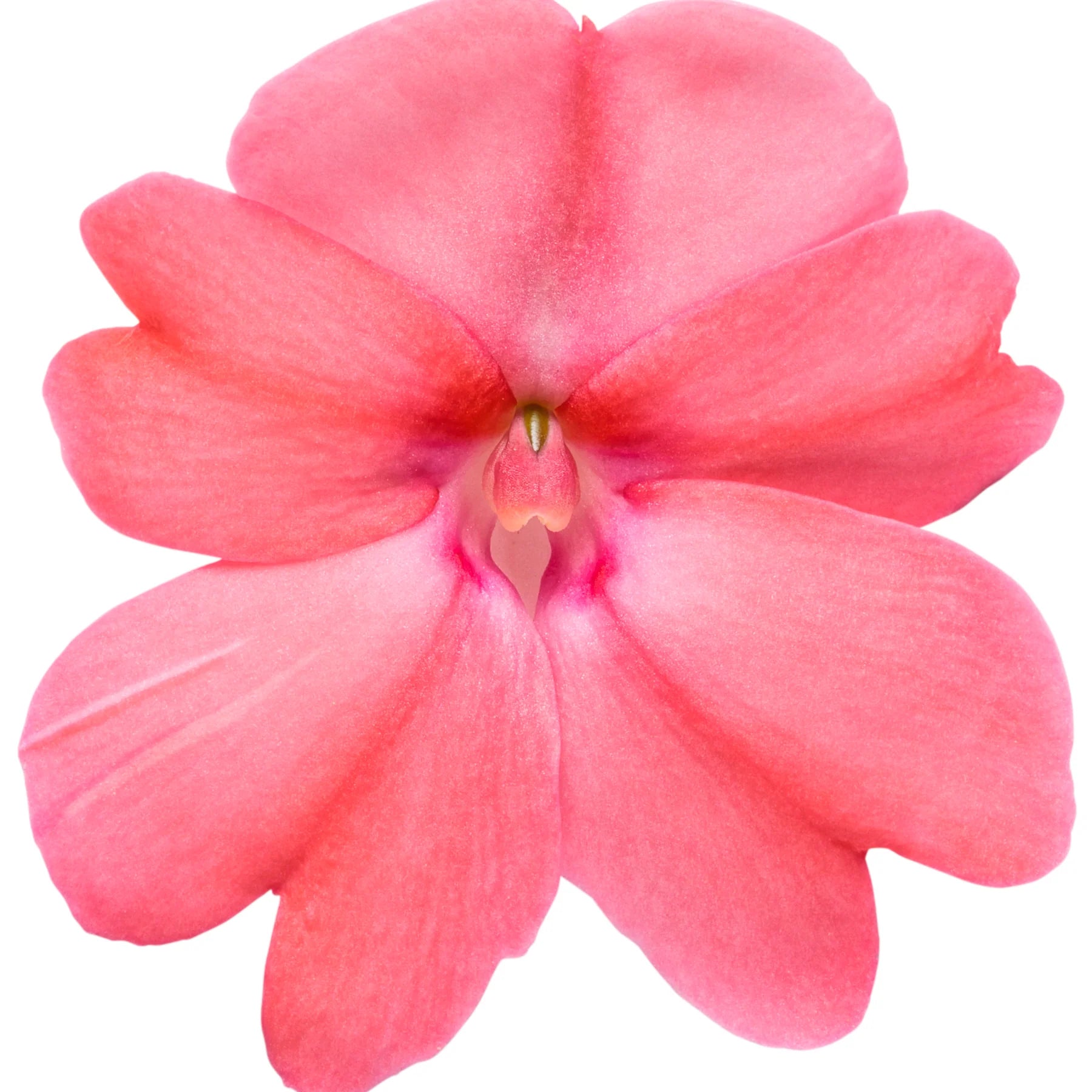 Proven Selections® SunPatiens® Compact Blush Pink Impatiens (Impatiens x hybrida)