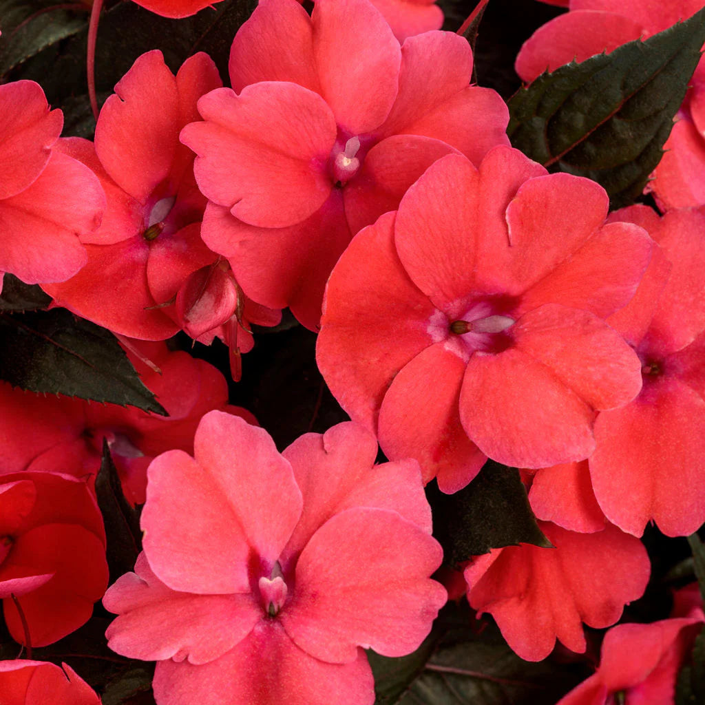 Proven Selections® SunPatiens® Compact Deep Rose Impatiens (Impatiens x hybrida)