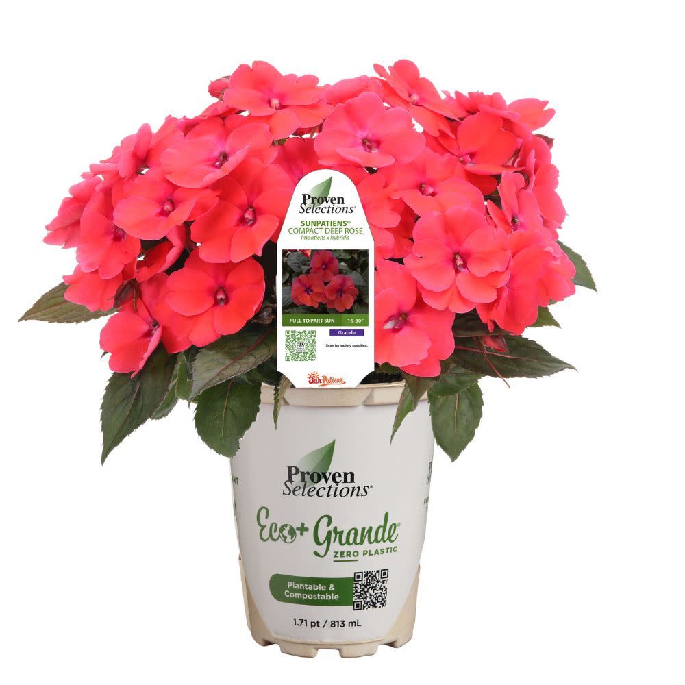 Proven Selections® SunPatiens® Compact Deep Rose Impatiens (Impatiens x hybrida)
