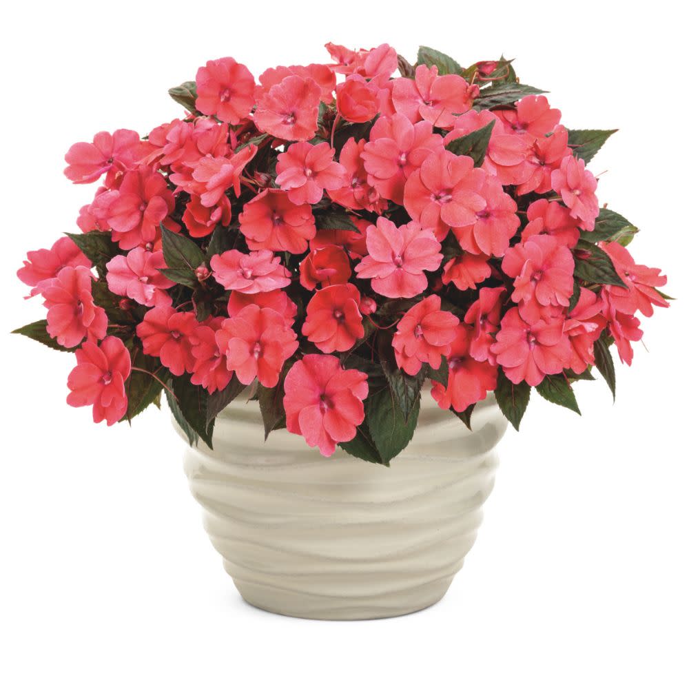 Proven Selections® SunPatiens® Compact Deep Rose Impatiens (Impatiens x hybrida)