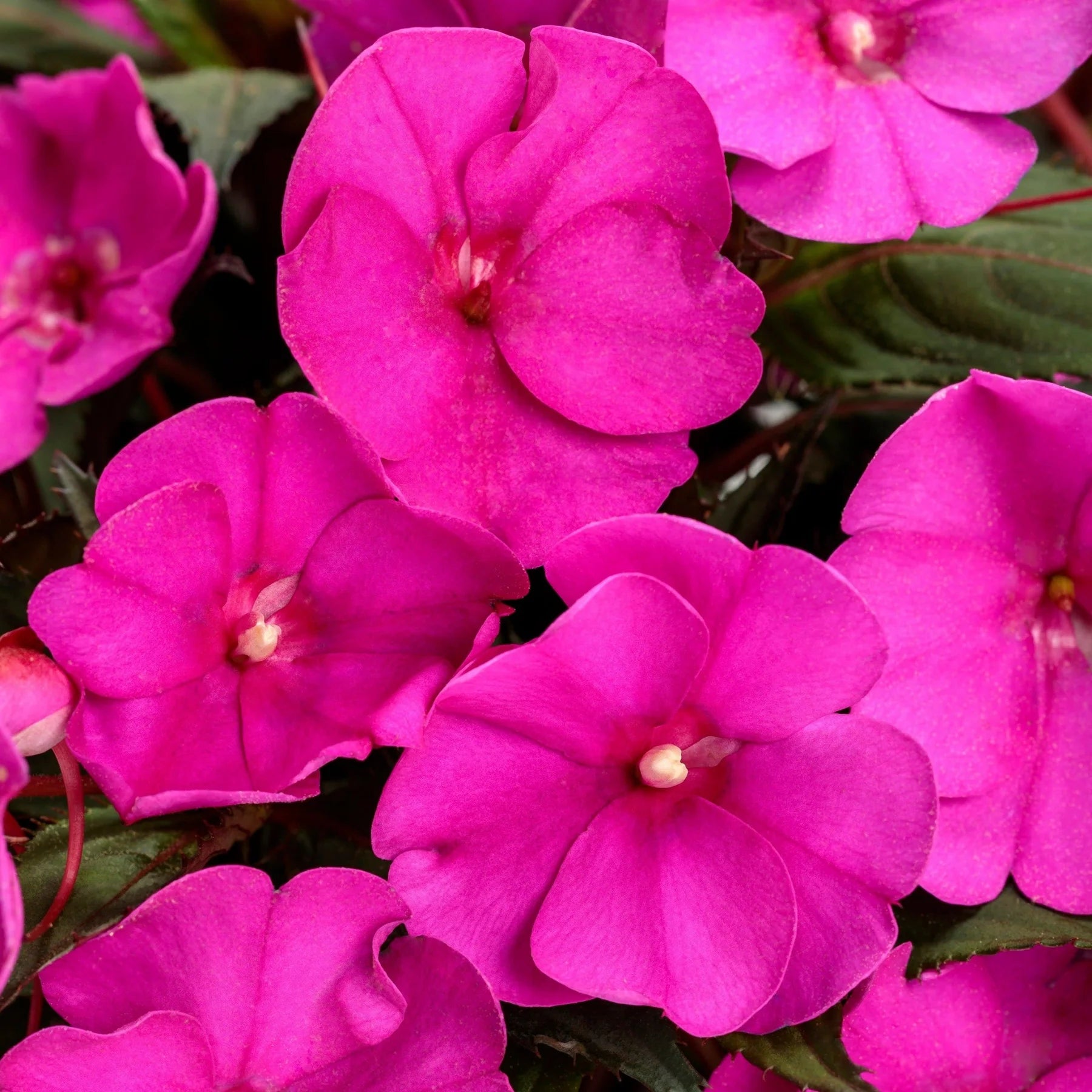 Proven Selections® SunPatiens® Compact Purple Impatiens (Impatiens x hybrida)