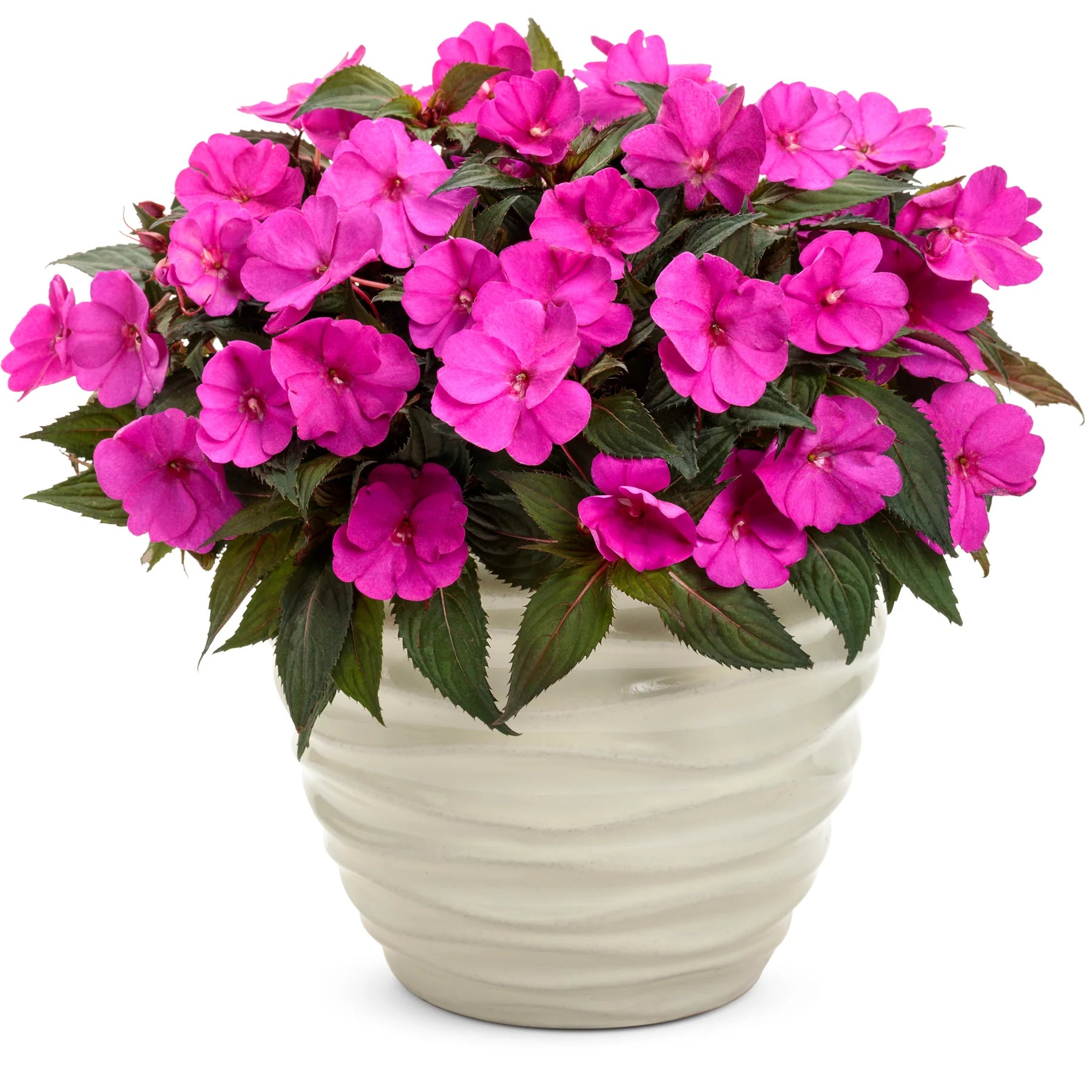 Proven Selections® SunPatiens® Compact Purple Impatiens (Impatiens x hybrida)