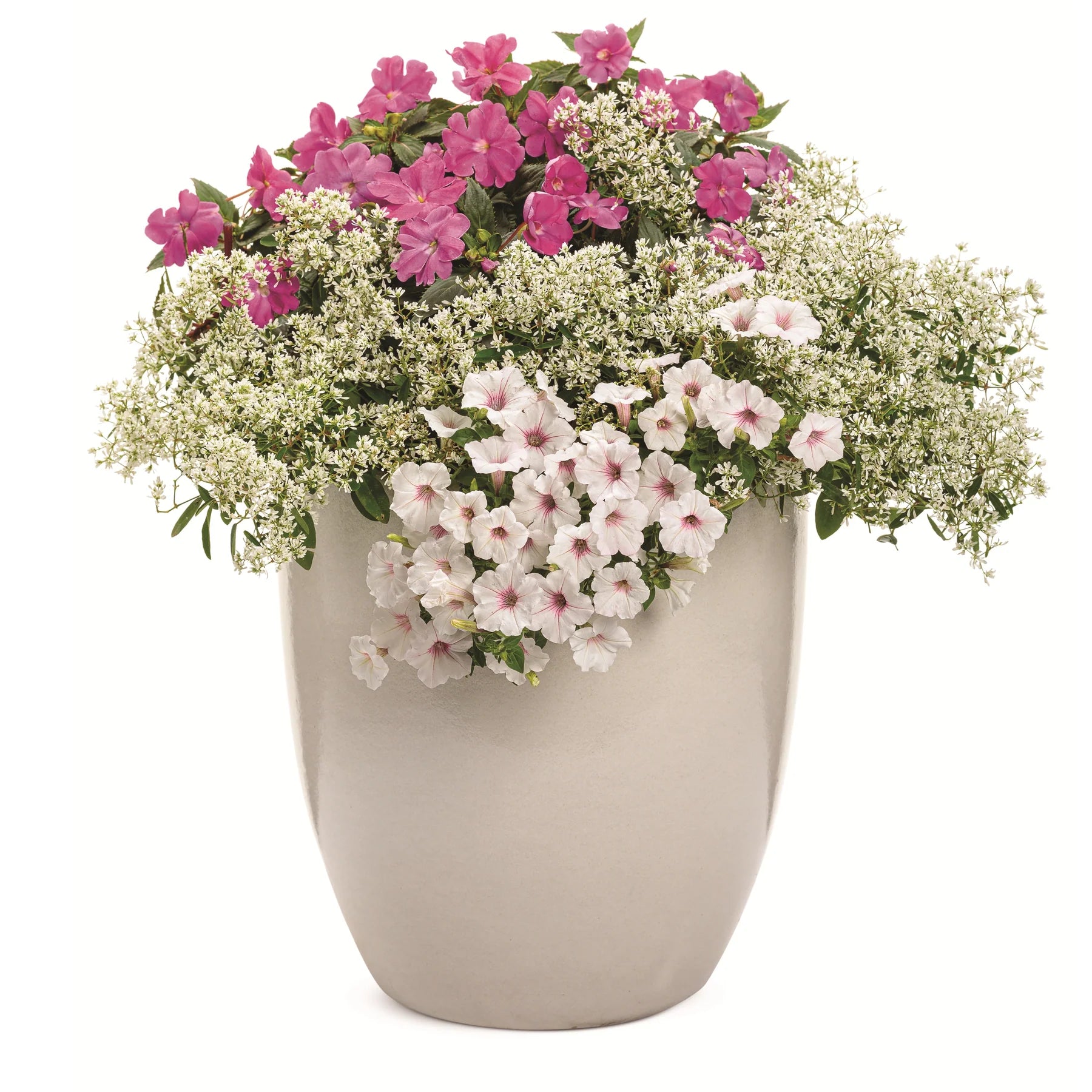 Proven Selections® SunPatiens® Compact Purple Impatiens (Impatiens x hybrida)