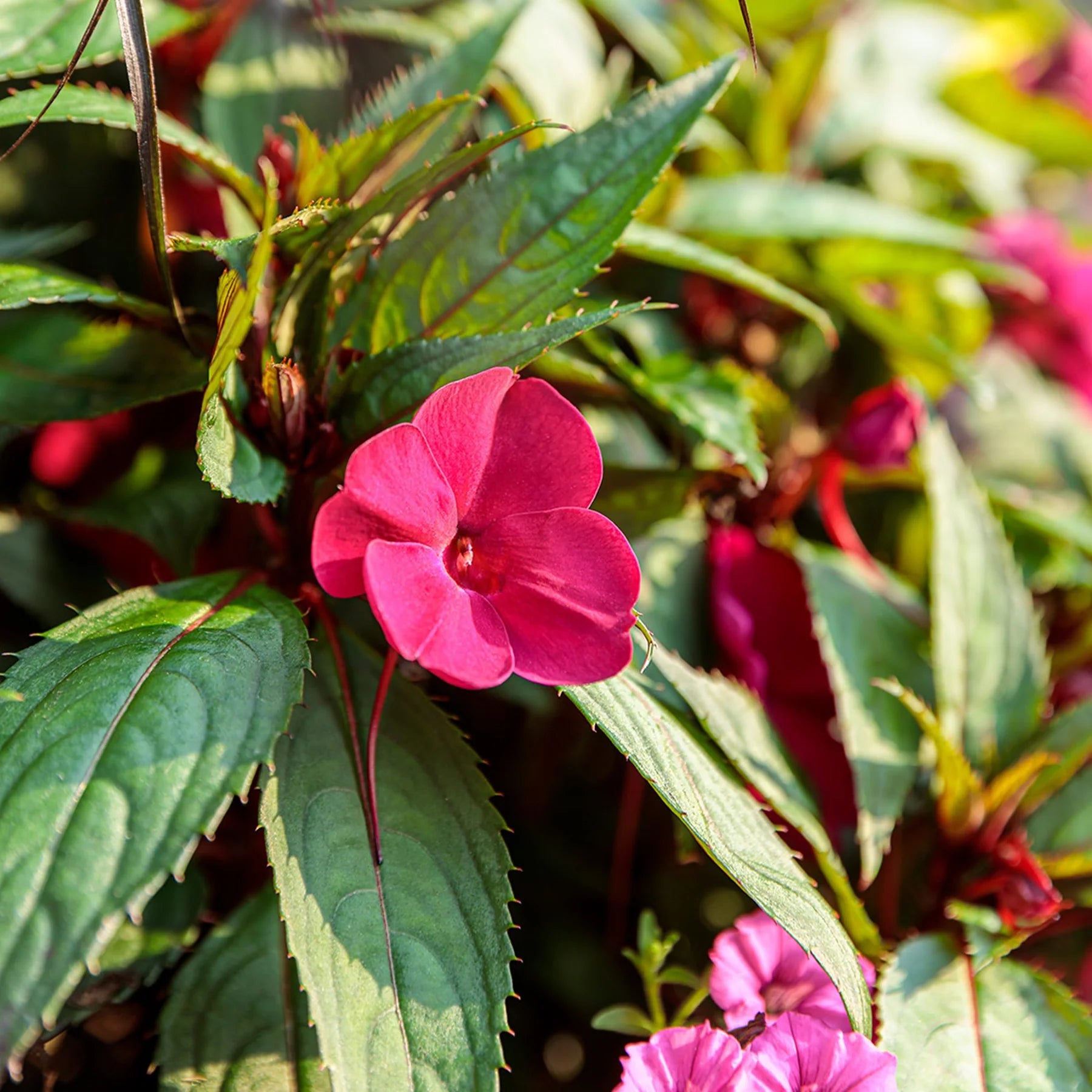 Proven Selections® SunPatiens® Compact Hot Pink Impatiens (x hybrida)