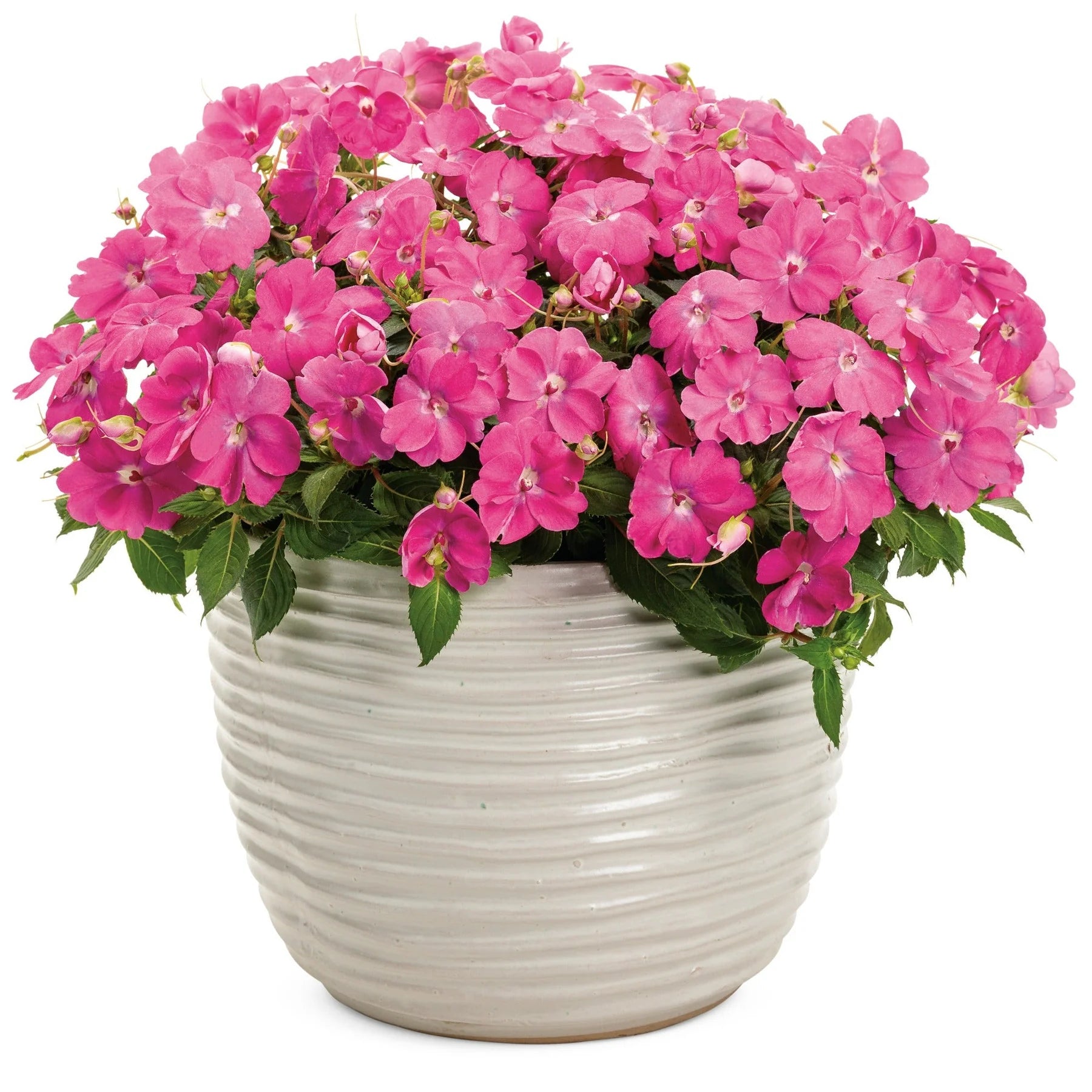 Proven Selections® SunPatiens® Compact Hot Pink Impatiens (x hybrida)