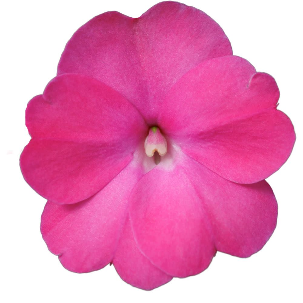 Proven Selections® SunPatiens® Compact Hot Pink Impatiens (x hybrida)