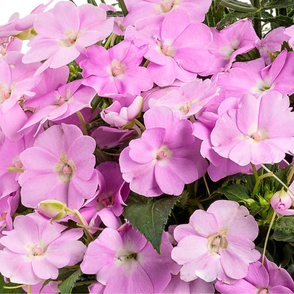 Proven Selections® SunPatiens® Compact Orchid Blush Impatiens (Impatiens x hybrida)
