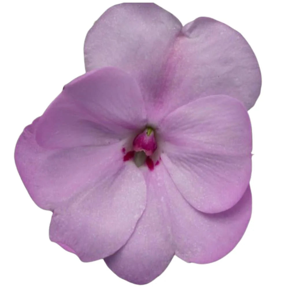 Proven Selections® SunPatiens® Compact Orchid Blush Impatiens (Impatiens x hybrida)