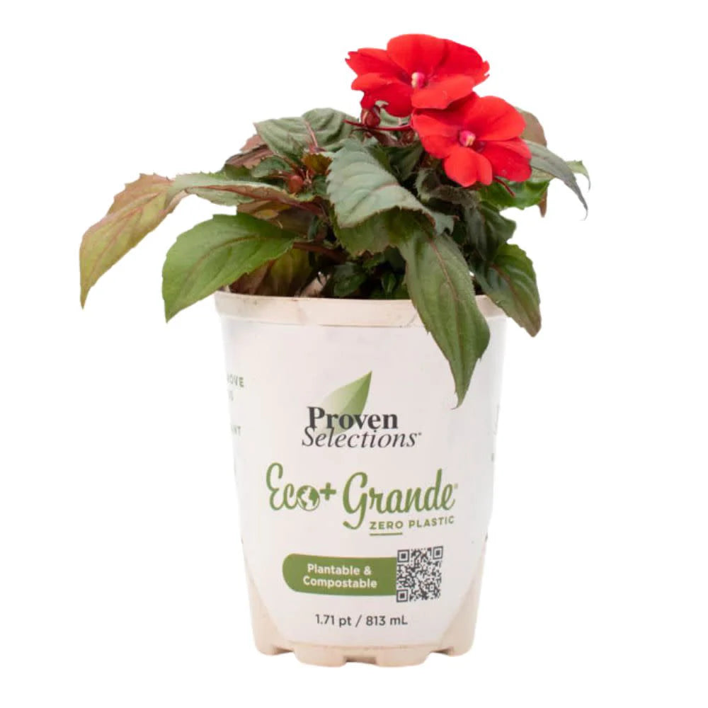 Proven Selections® SunPatiens® Compact Deep Red Impatiens (Impatiens x hybrida)