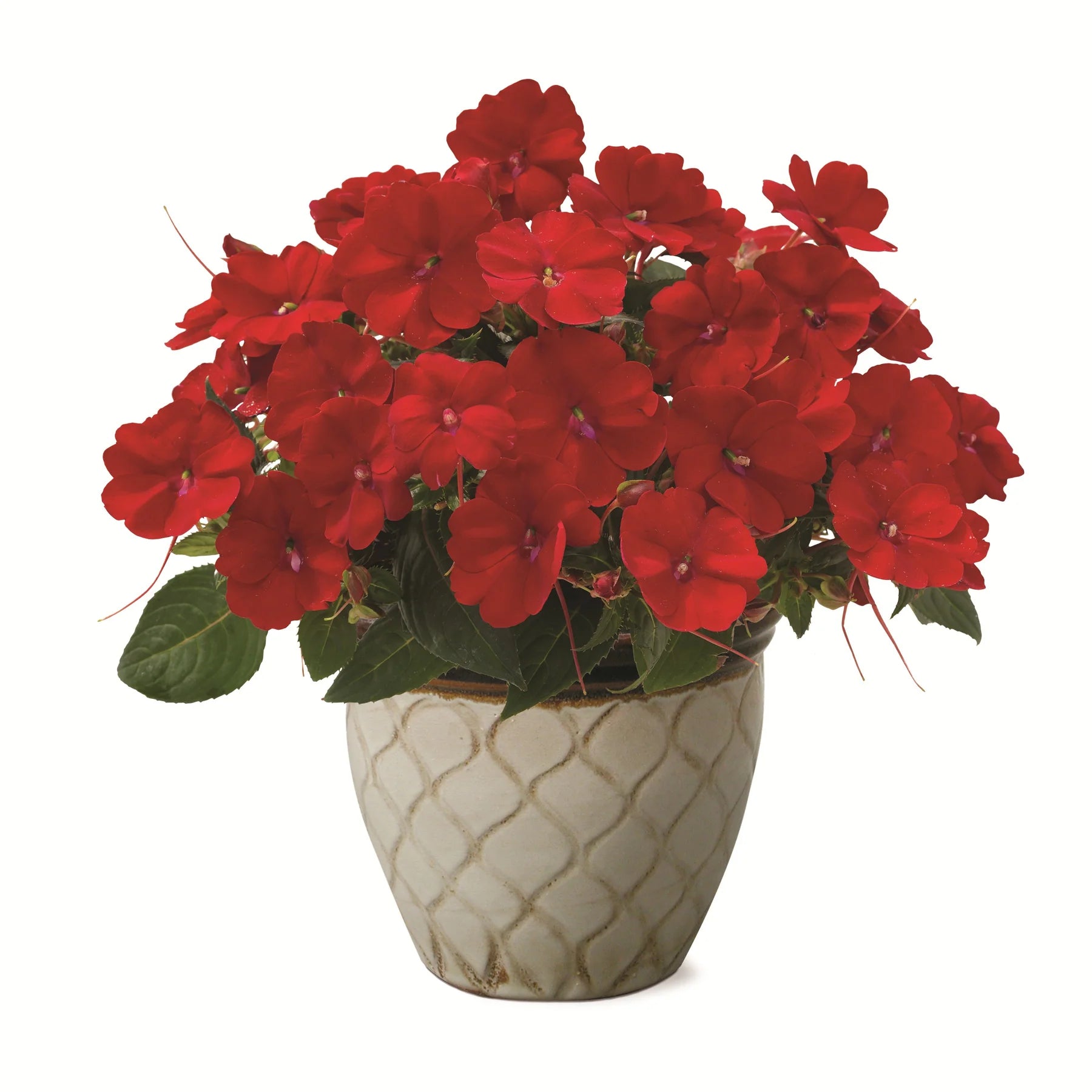 Proven Selections® SunPatiens® Compact Deep Red Impatiens (Impatiens x hybrida)