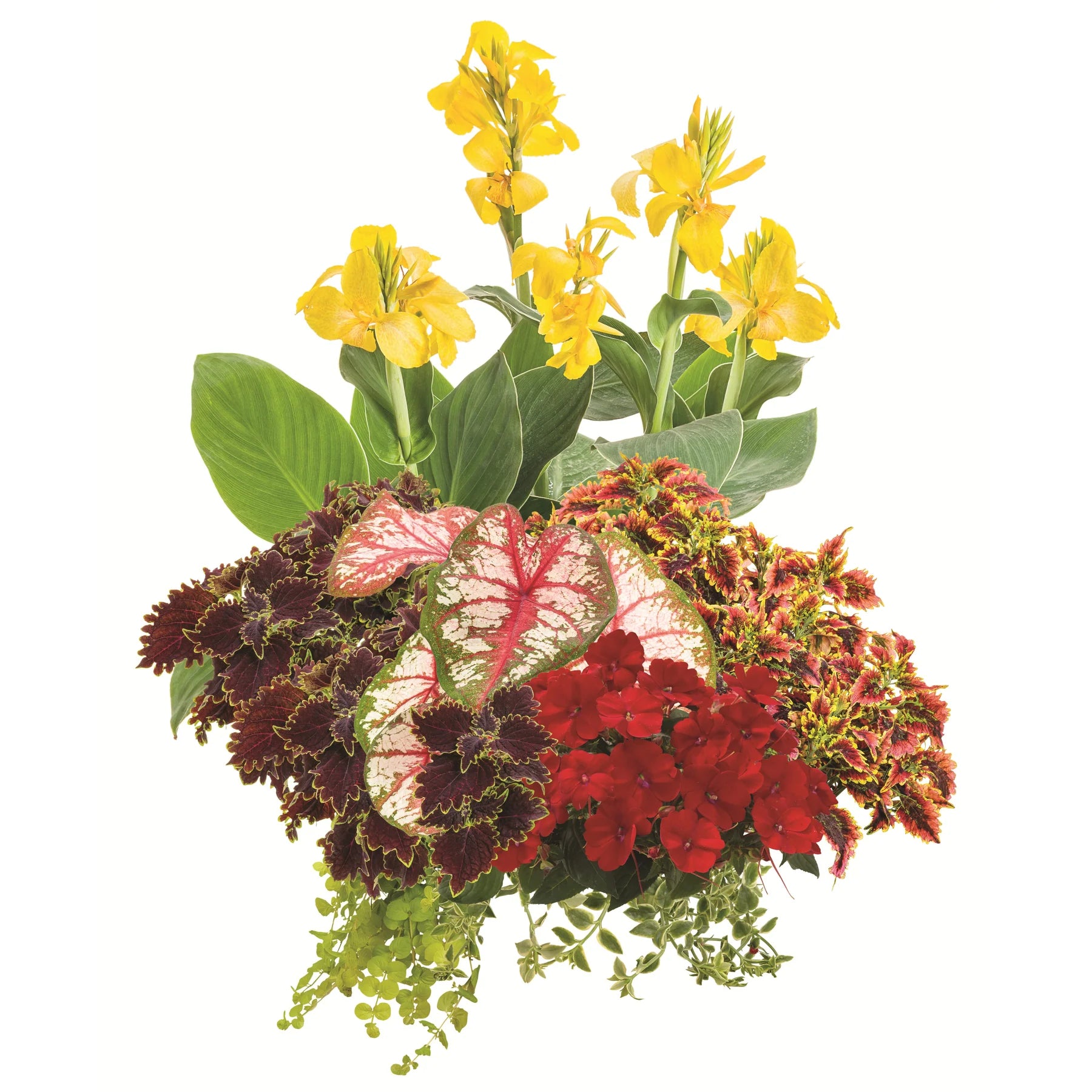 Proven Selections® SunPatiens® Compact Deep Red Impatiens (Impatiens x hybrida)