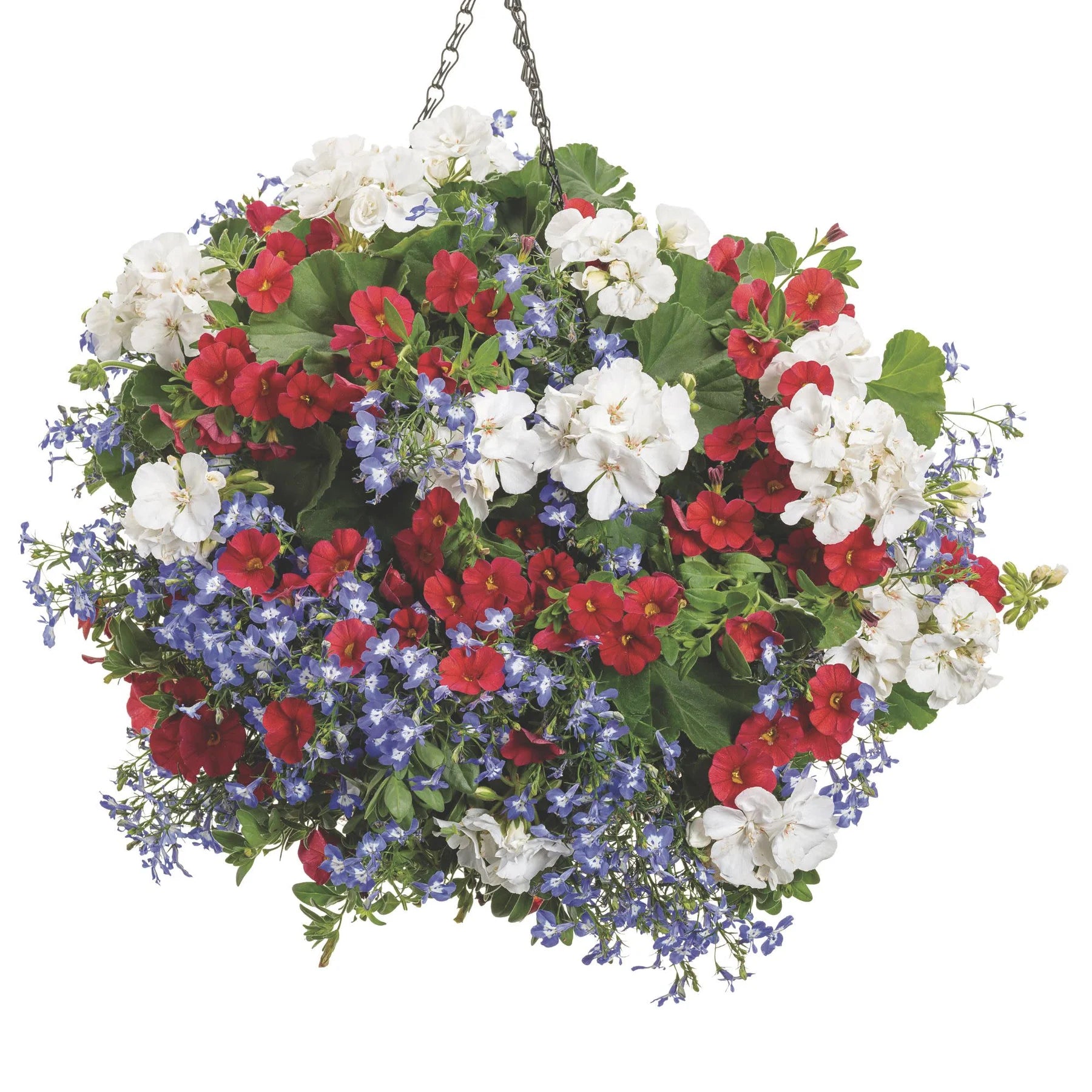 Proven Winners® Boldly® White Geranium (Pelargonium interspecific)