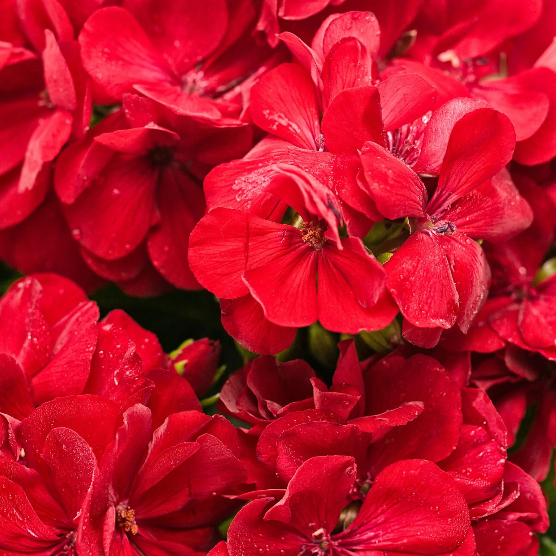 Proven Winners® Boldly® Dark Red Geranium (Pelargonium interspecific)