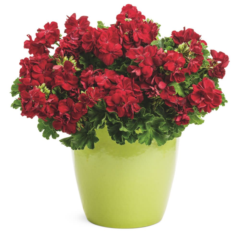 Proven Winners® Boldly® Dark Red Geranium (Pelargonium interspecific)