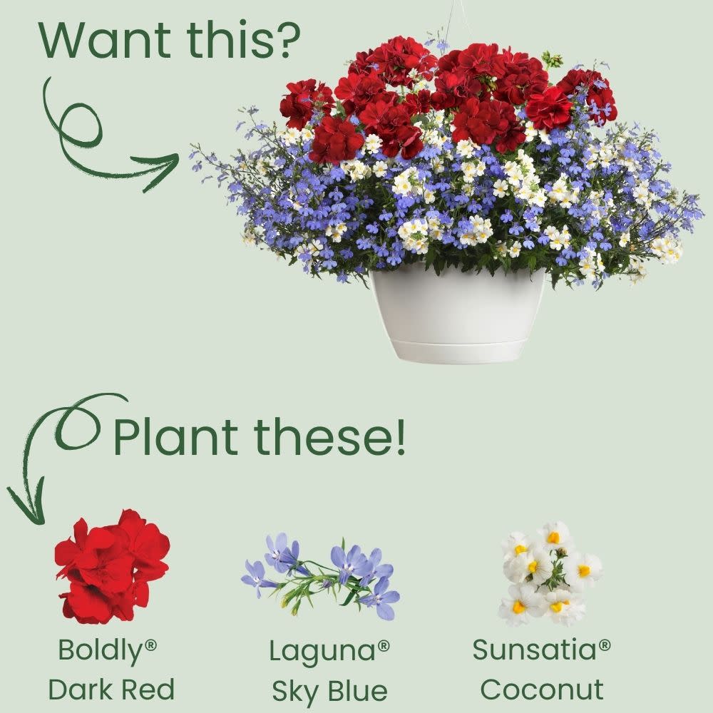 Proven Winners® Boldly® Dark Red Geranium (Pelargonium interspecific)