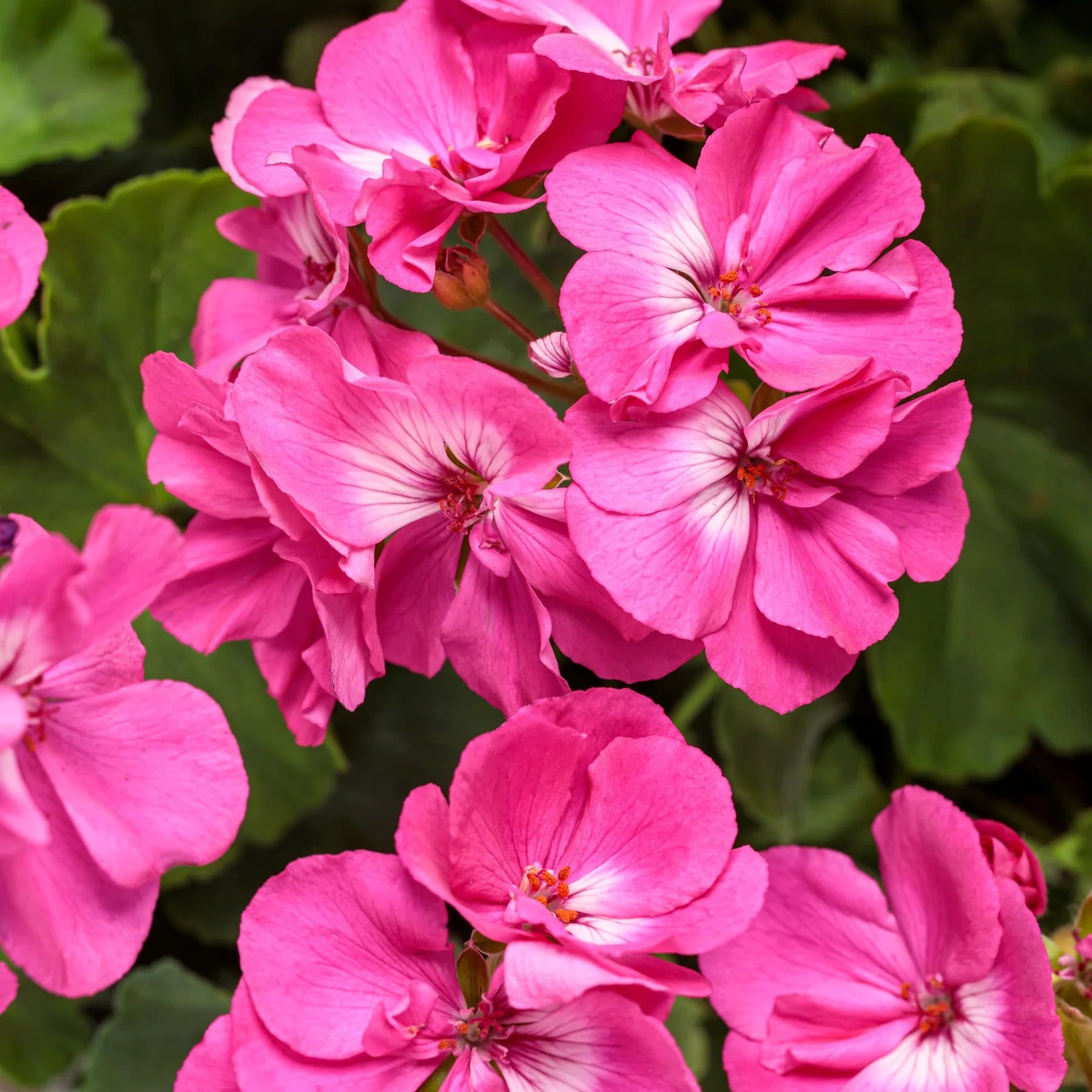 Proven Winners® Boldly® Hot Pink Geranium (Pelargonium interspecific)