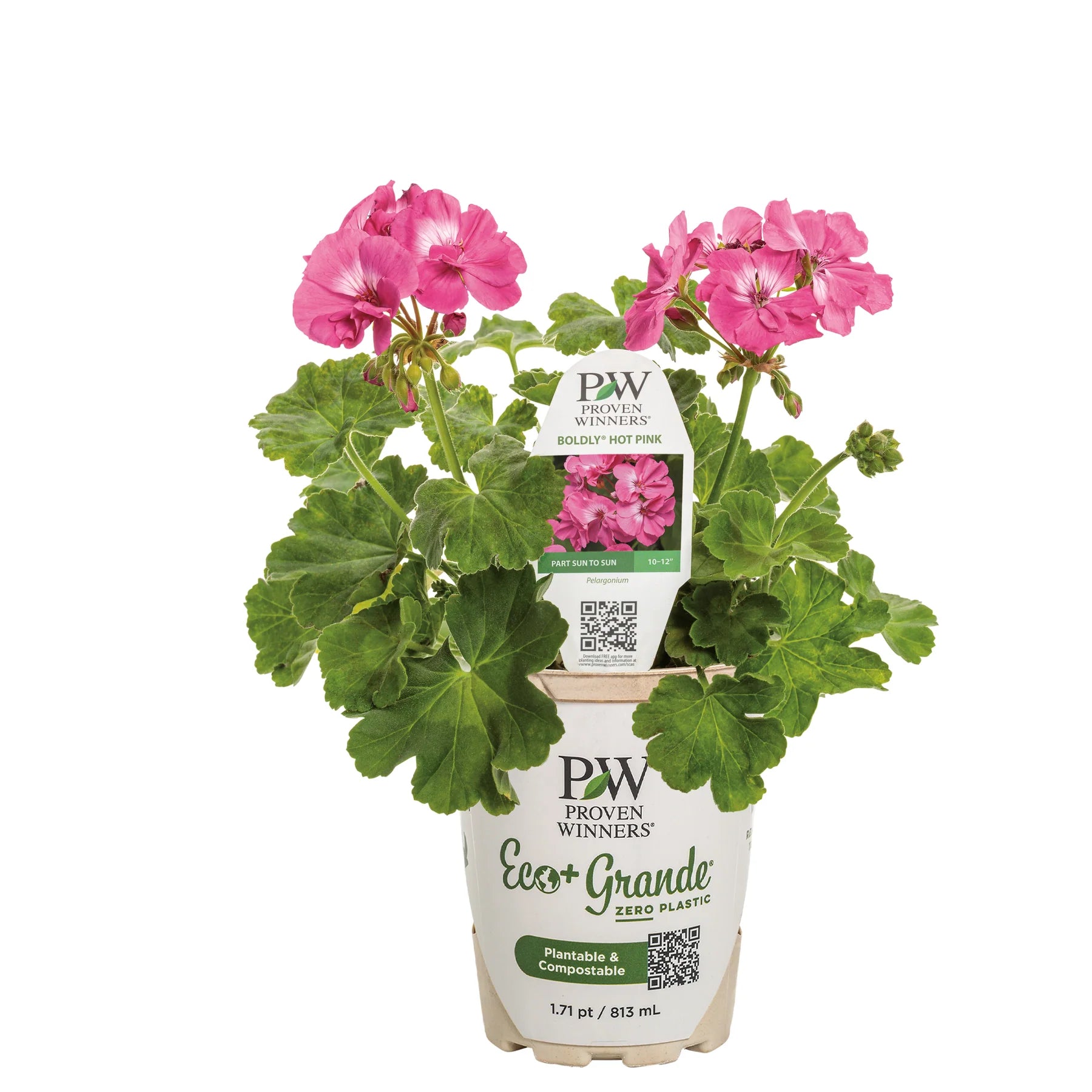 Proven Winners® Boldly® Hot Pink Geranium (Pelargonium interspecific)