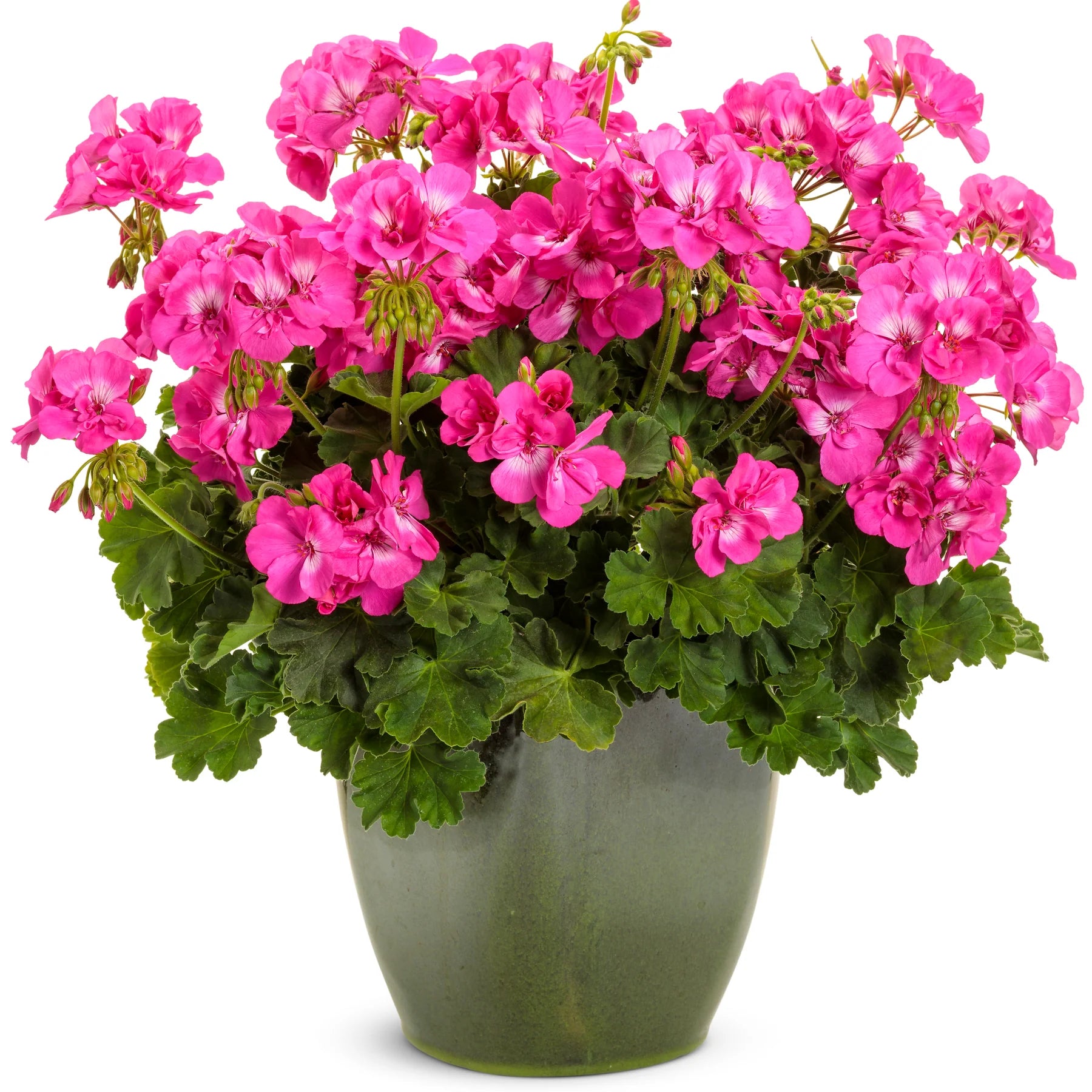 Proven Winners® Boldly® Hot Pink Geranium (Pelargonium interspecific)