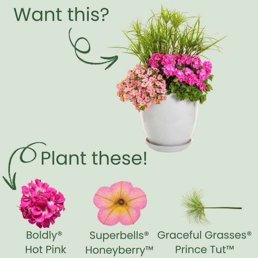 Proven Winners® Boldly® Hot Pink Geranium (Pelargonium interspecific)