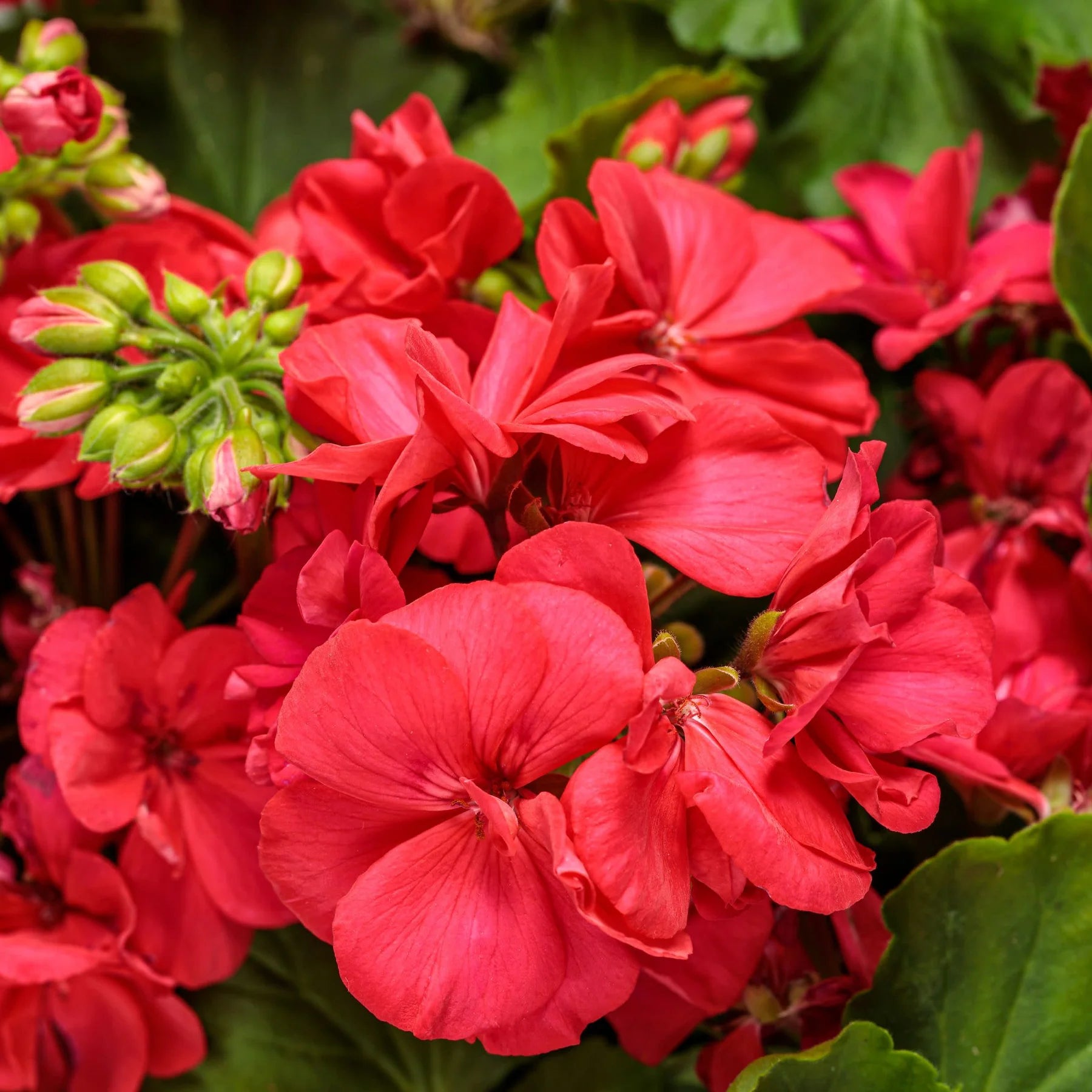 Proven Winners® Boldly® Coral Geranium (Pelargonium interspecific)