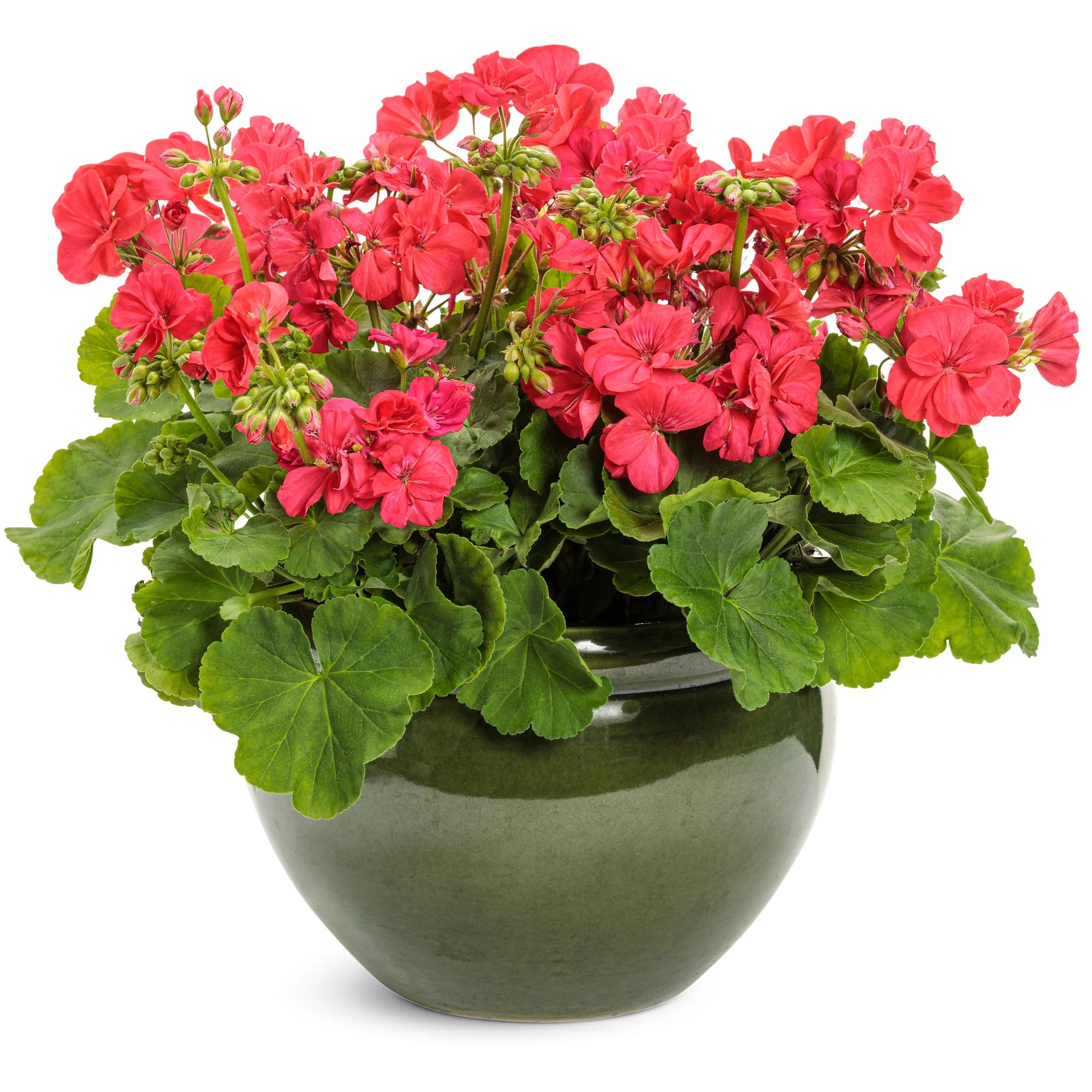 Proven Winners® Boldly® Coral Geranium (Pelargonium interspecific)