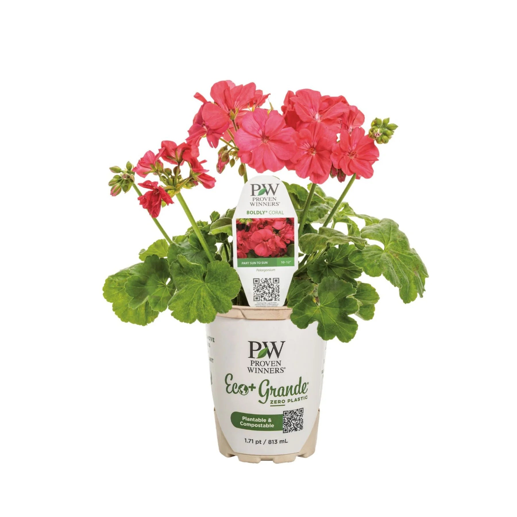 Proven Winners® Boldly® Coral Geranium (Pelargonium interspecific)