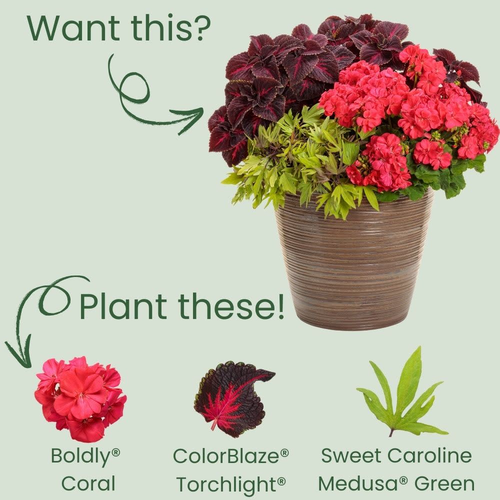 Proven Winners® Boldly® Coral Geranium (Pelargonium interspecific)