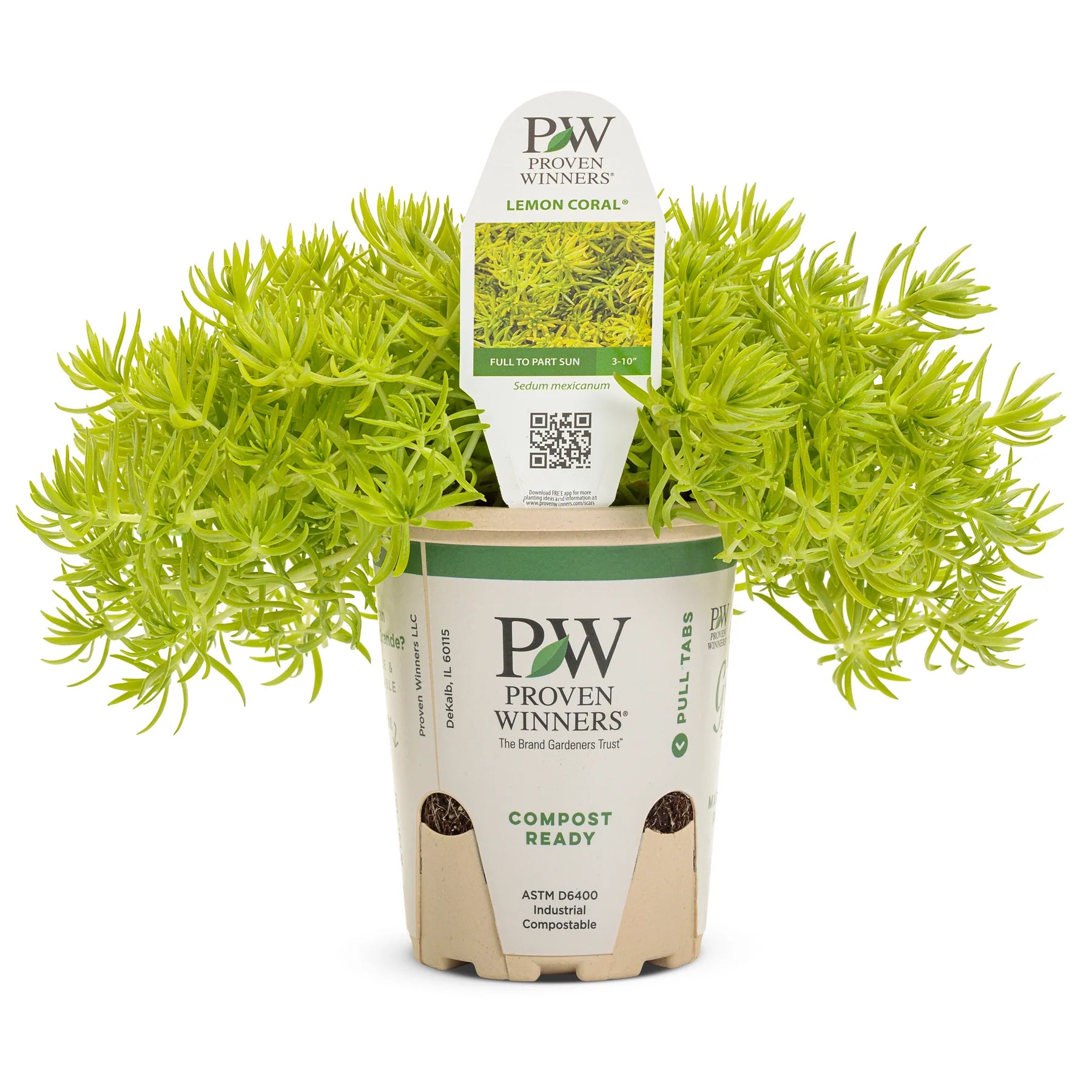 Proven Winners® Lemon Coral® Stonecrop (Sedum mexicanum)