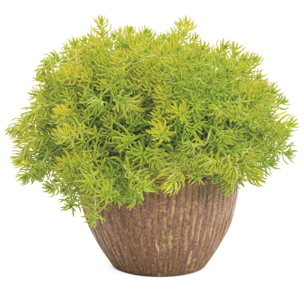 Proven Winners® Lemon Coral® Stonecrop (Sedum mexicanum)