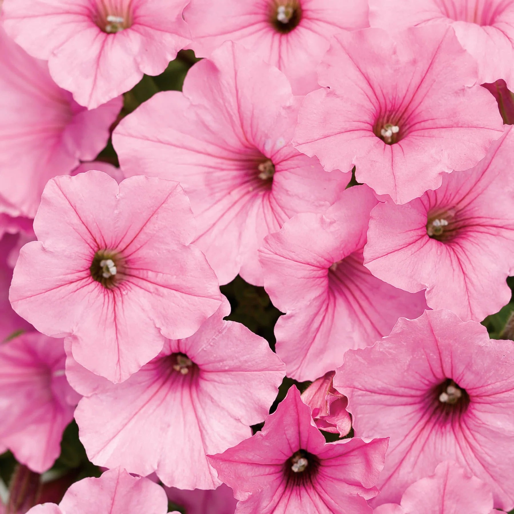 Proven Winners® Supertunia Vista® Bubblegum® Petunia