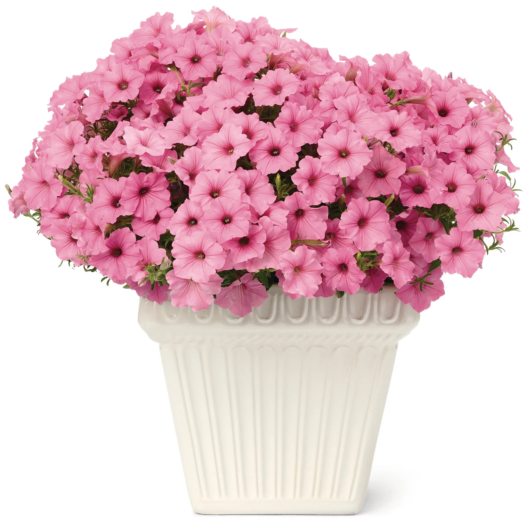 Proven Winners® Supertunia Vista® Bubblegum® Petunia