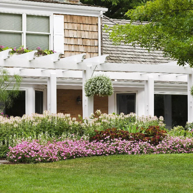 Proven Winners® Supertunia Vista® Bubblegum® Petunia