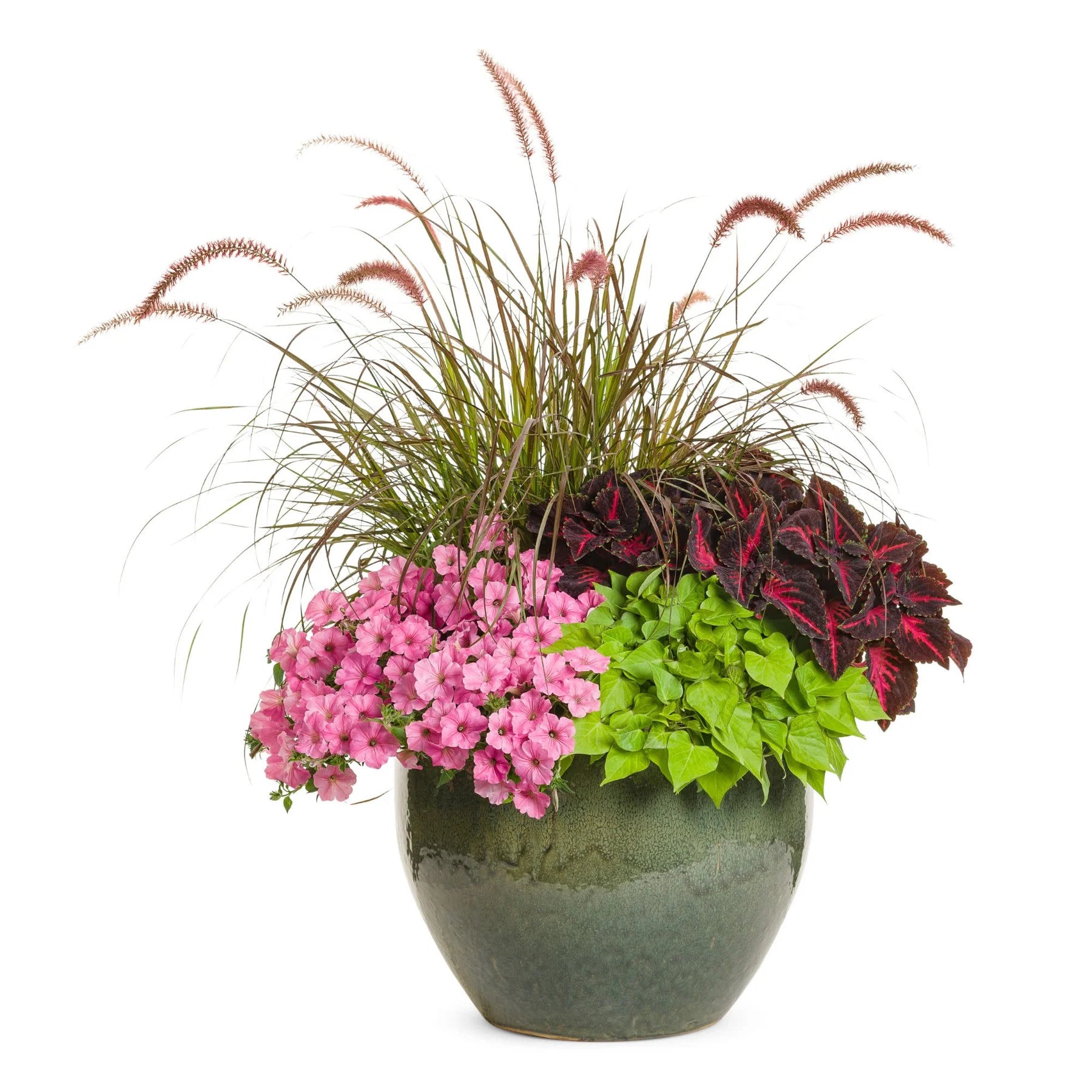 Proven Winners® Supertunia Vista® Bubblegum® Petunia