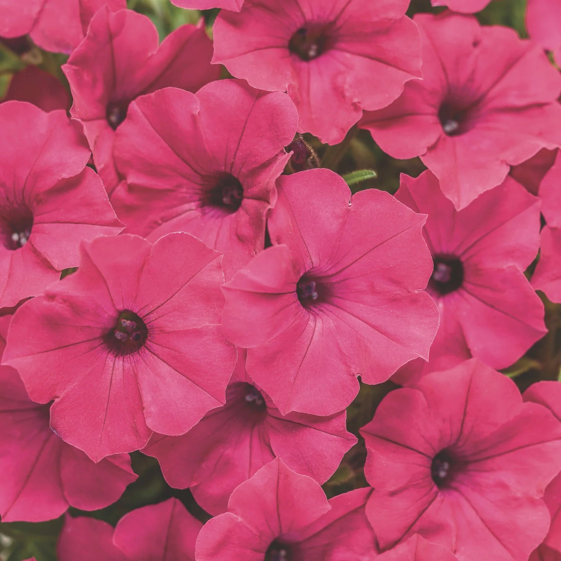 Proven Winners® Supertunia Vista® Fuchsia Petunia