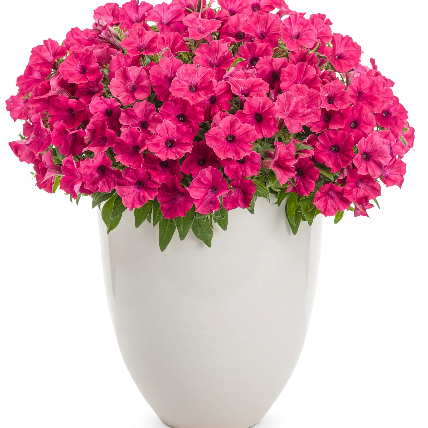 Proven Winners® Supertunia Vista® Fuchsia Petunia