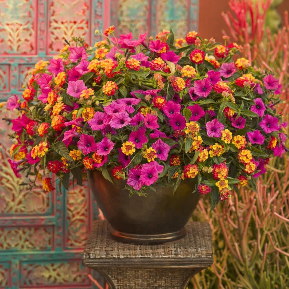 Proven Winners® Supertunia Vista® Fuchsia Petunia