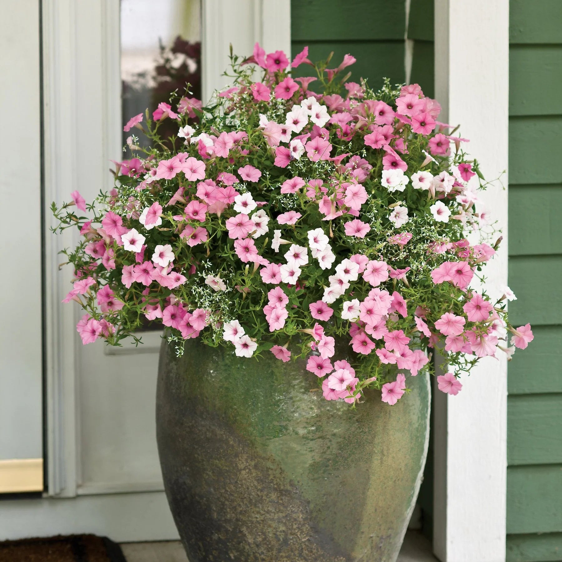 Proven Winners® Supertunia Vista® Silverberry Petunia