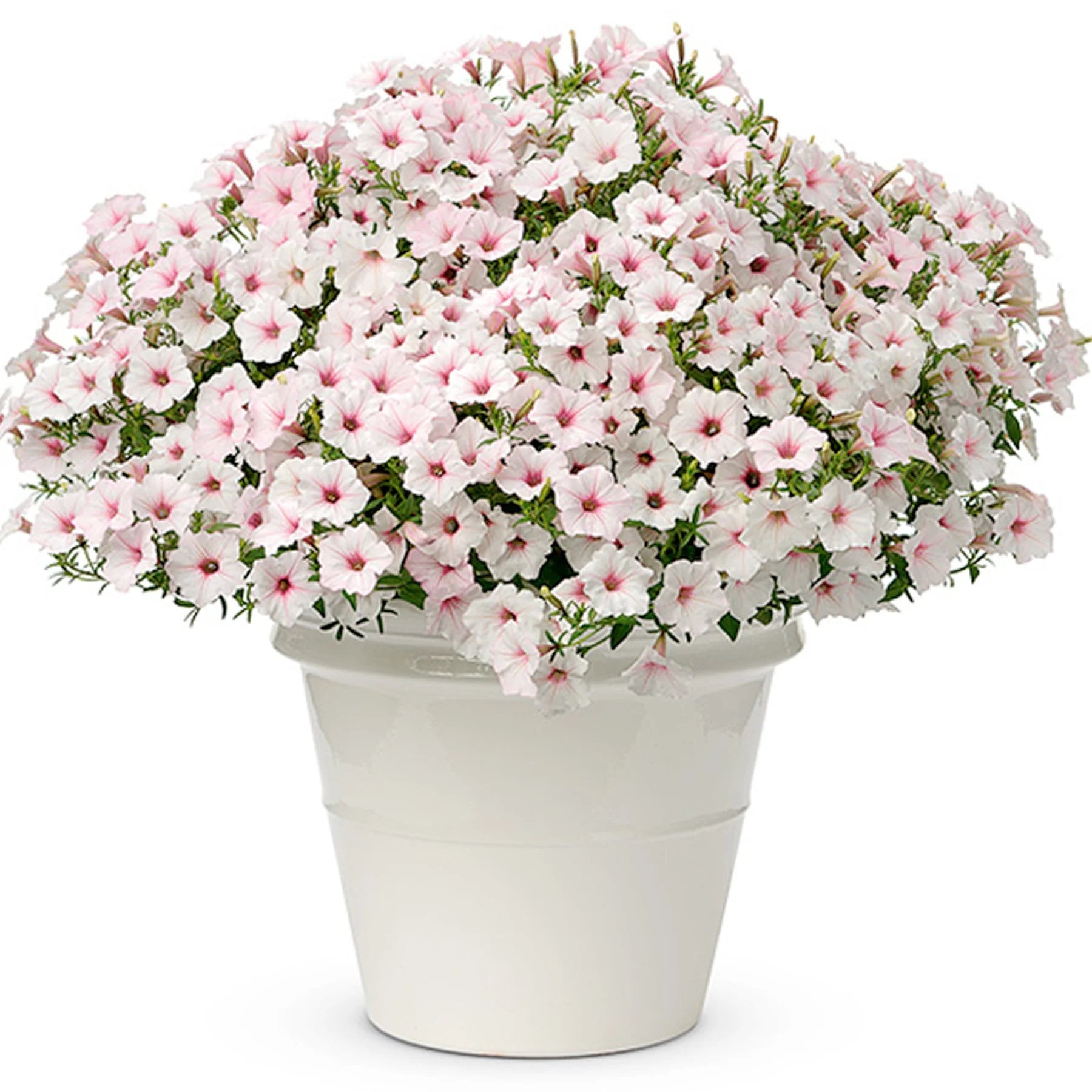 Proven Winners® Supertunia Vista® Silverberry Petunia