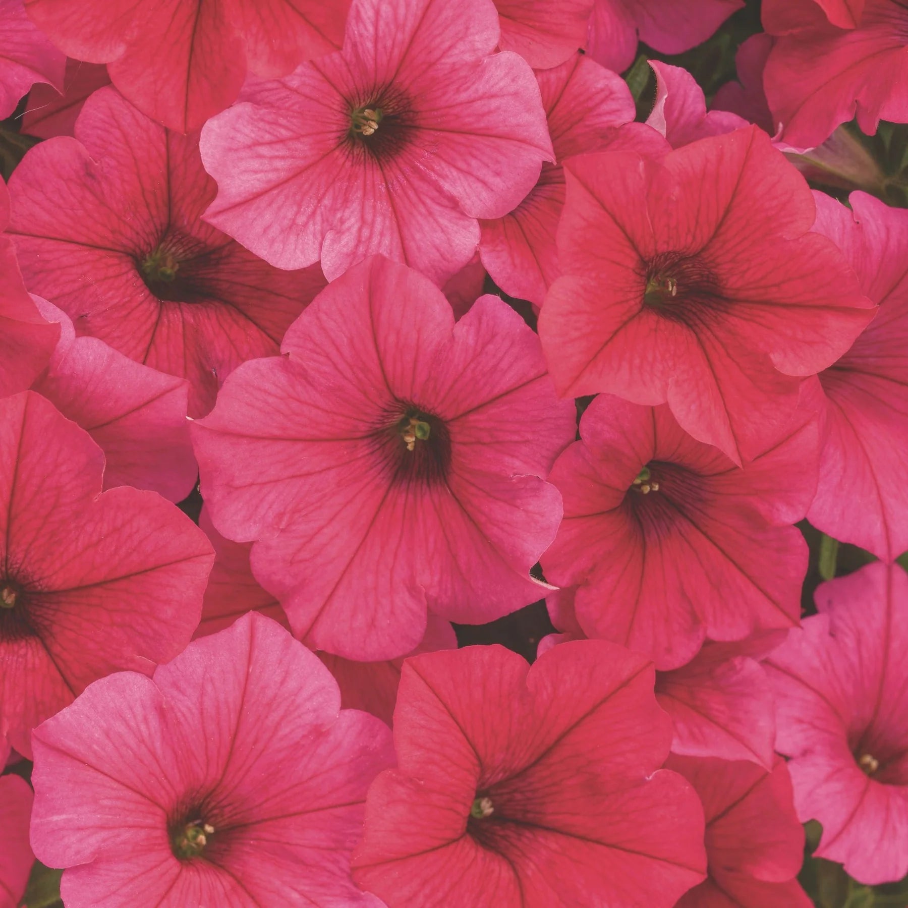 Proven Winners® Supertunia Vista® Paradise Petunia