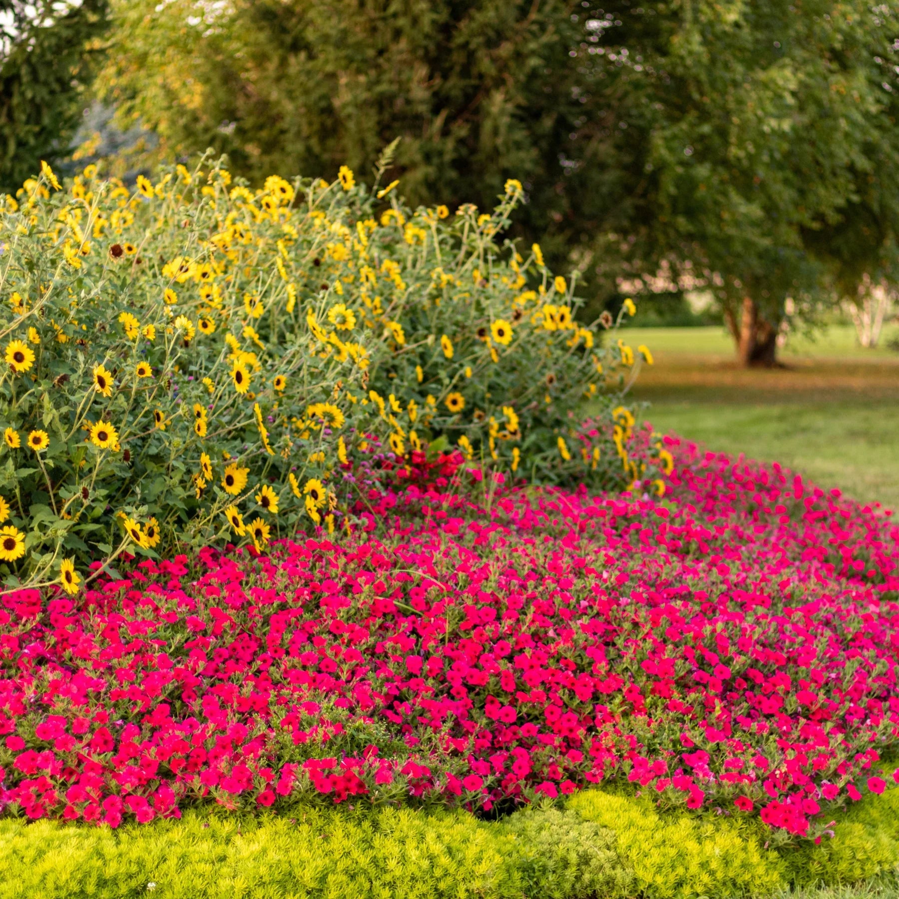 Proven Winners® Supertunia Vista® Paradise Petunia