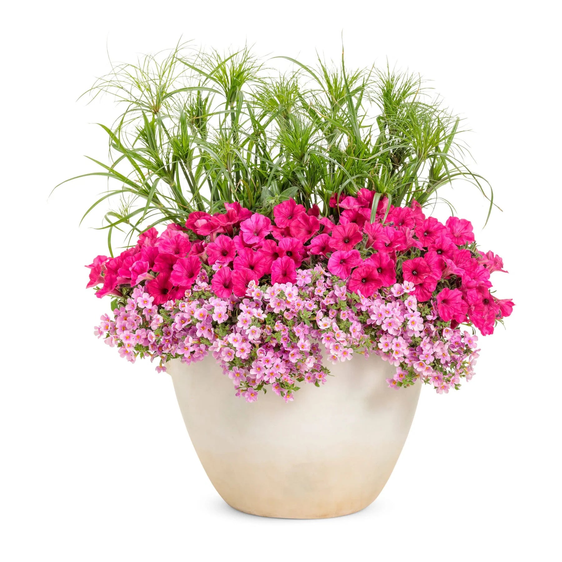 Proven Winners® Supertunia Vista® Paradise Petunia