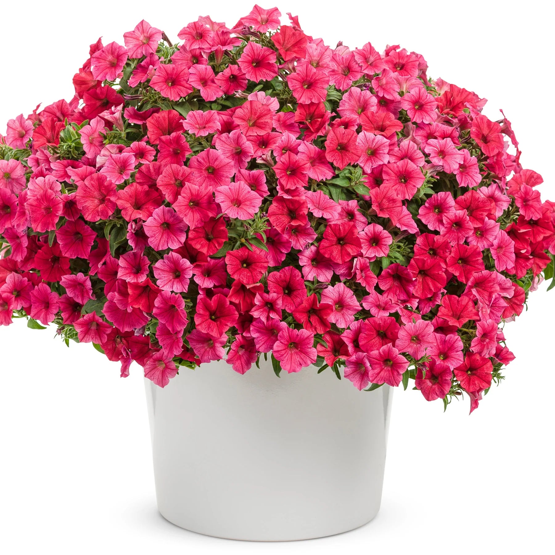 Proven Winners® Supertunia Vista® Paradise Petunia