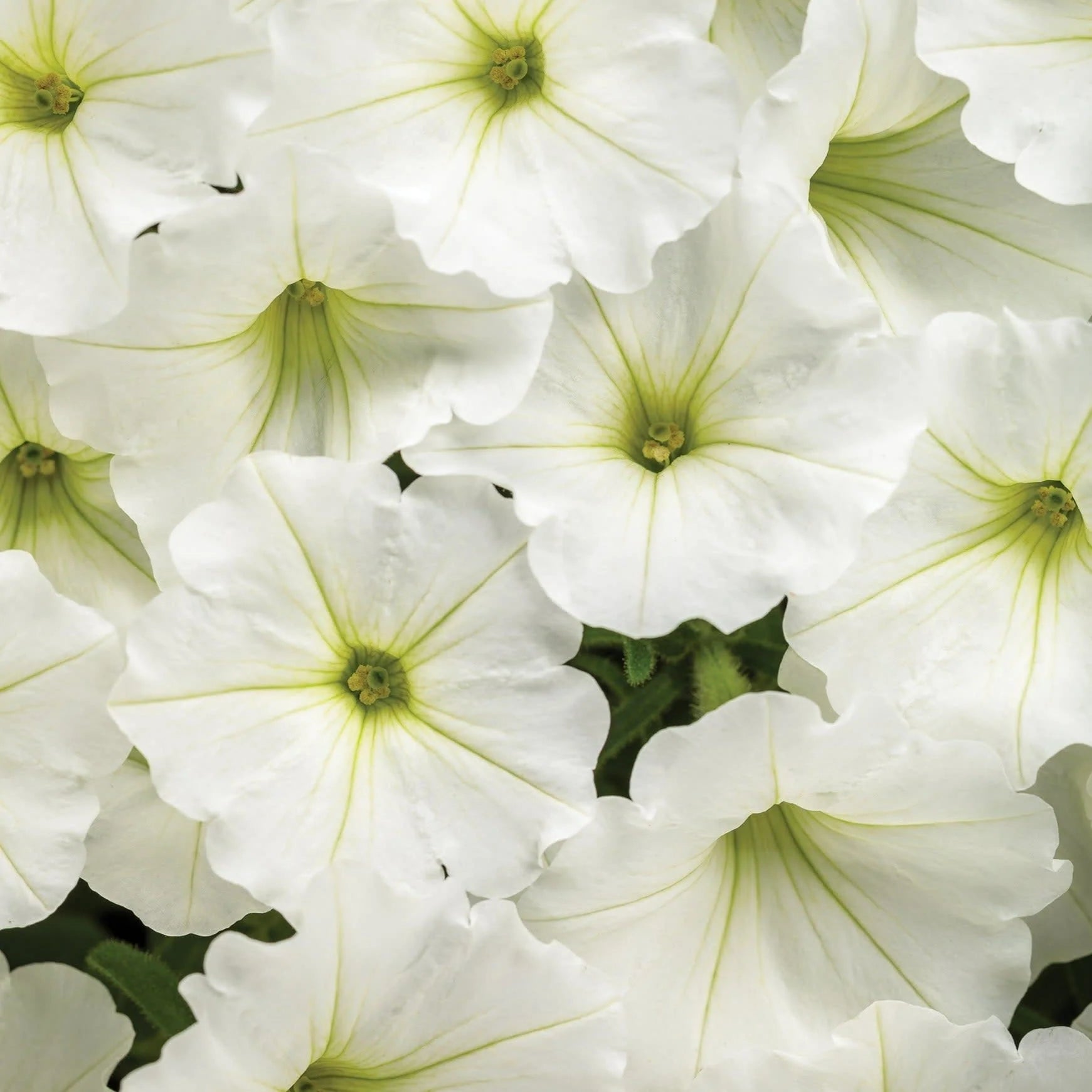Proven Winners® Supertunia Vista® Snowdrift™ Petunia