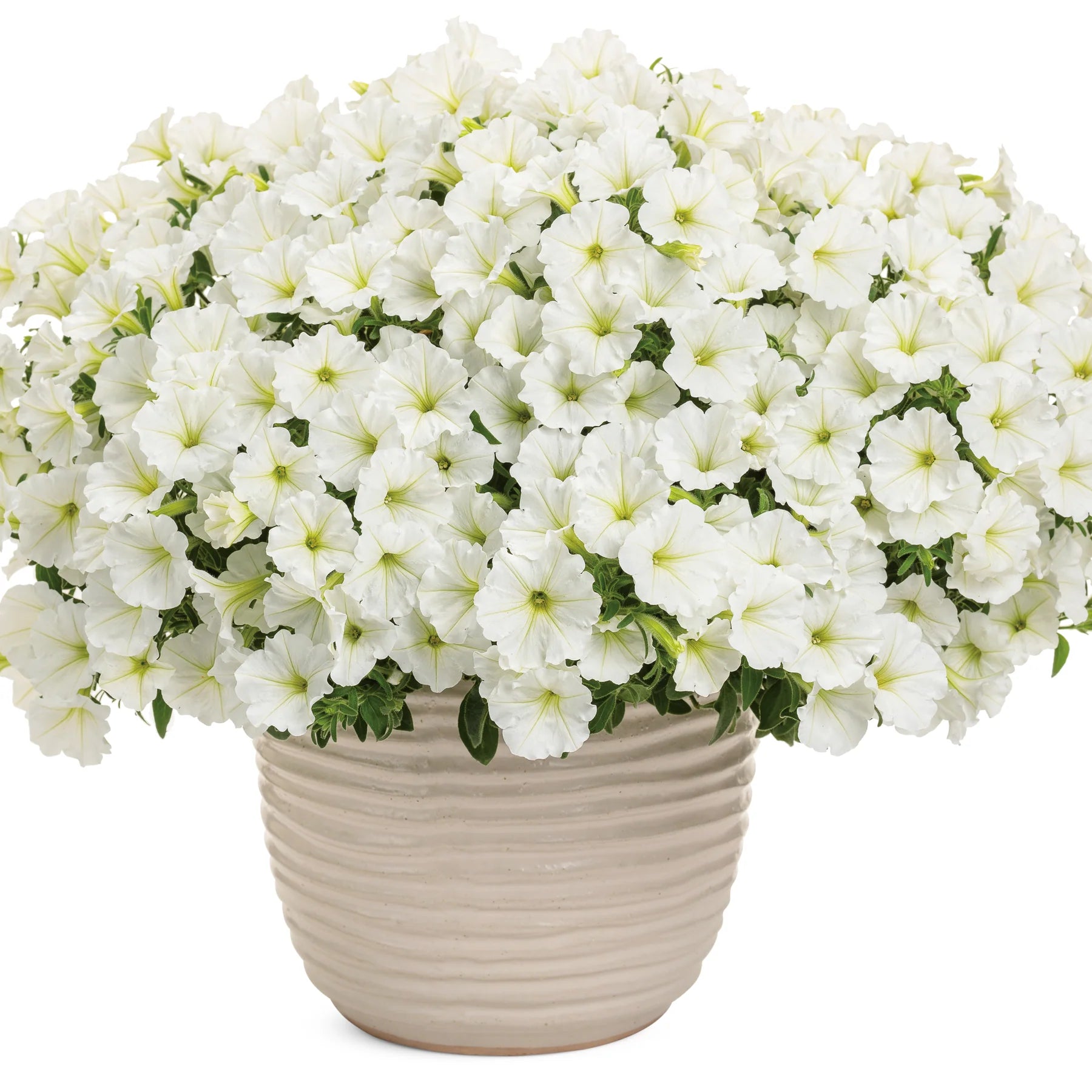 Proven Winners® Supertunia Vista® Snowdrift™ Petunia