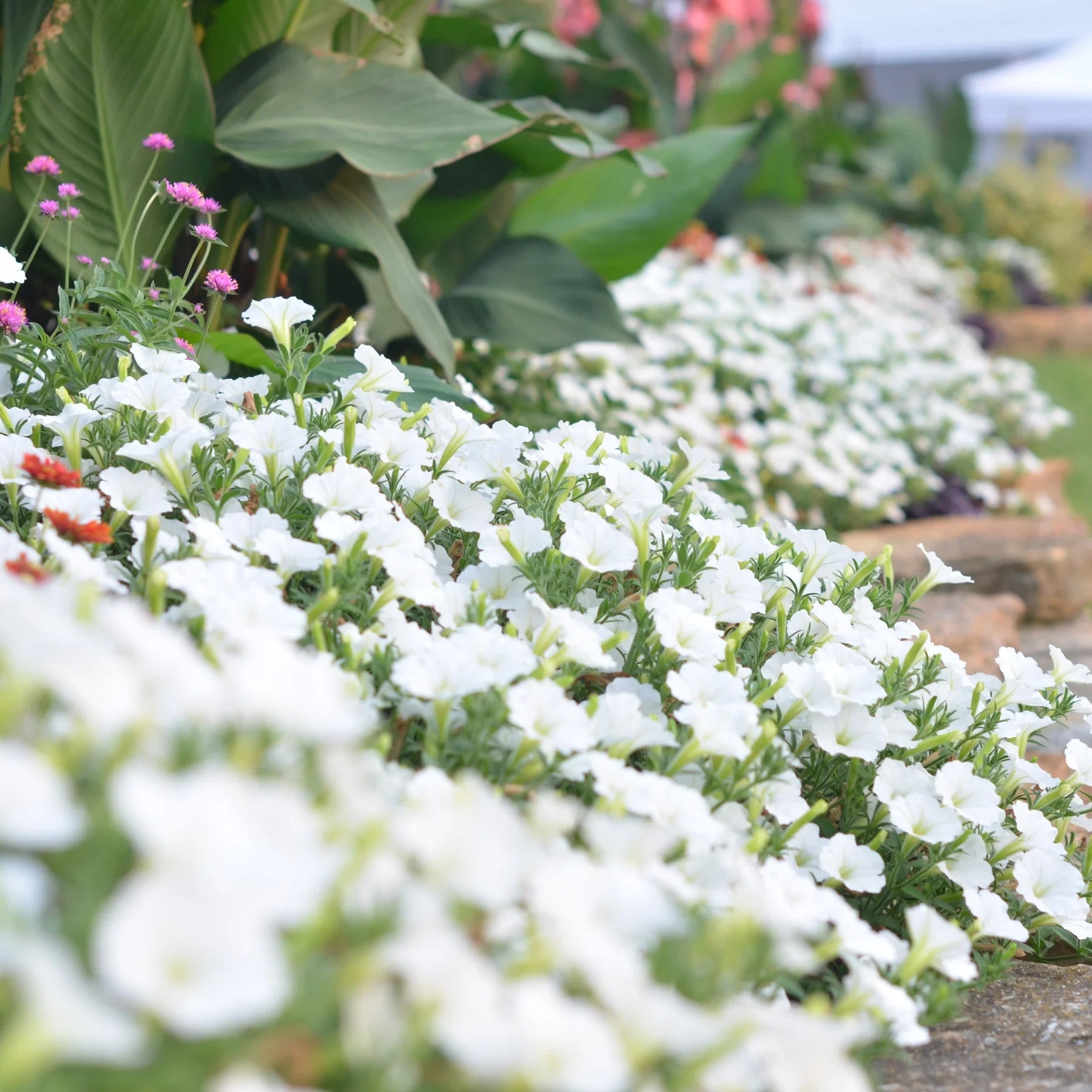 Proven Winners® Supertunia Vista® Snowdrift™ Petunia