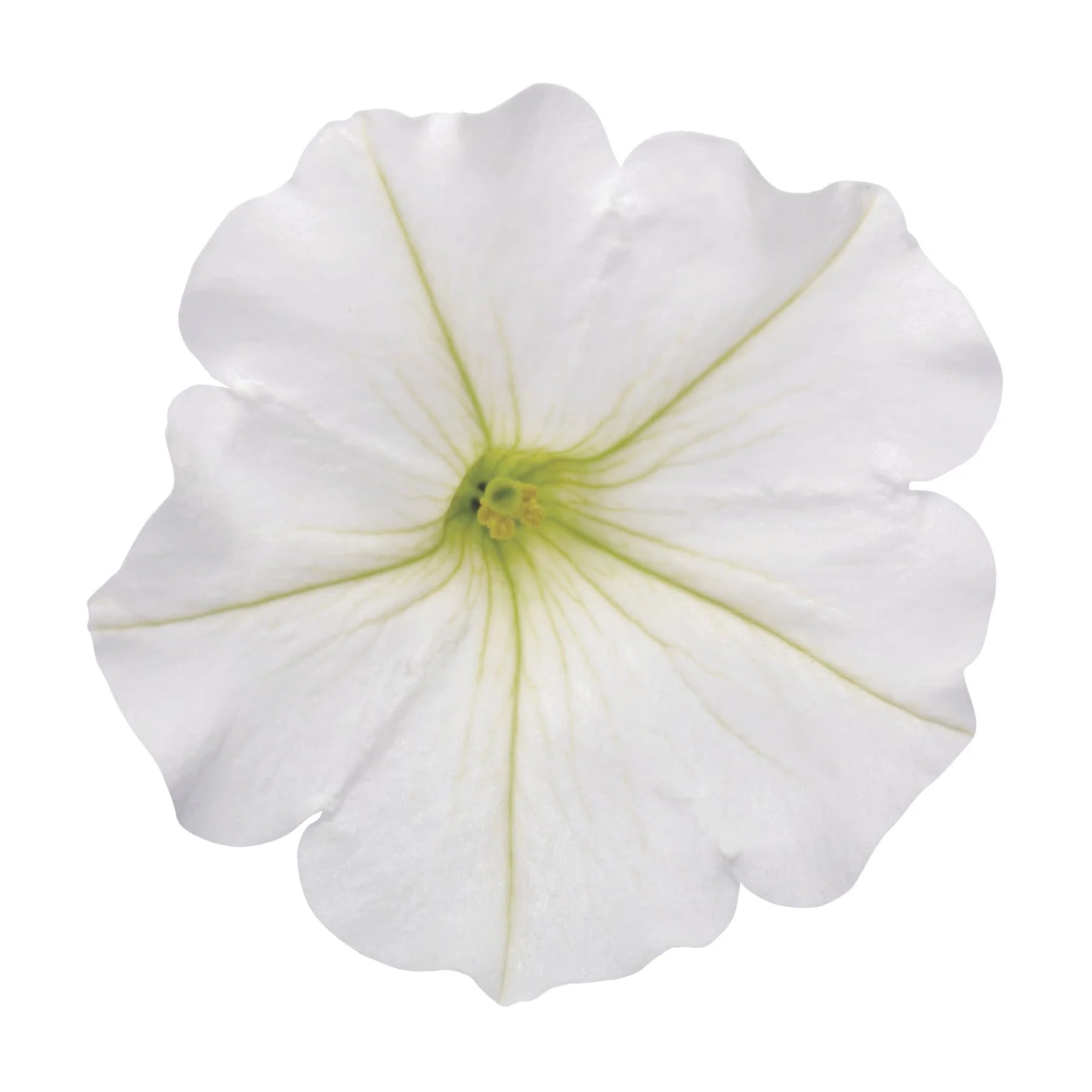 Proven Winners® Supertunia Vista® Snowdrift™ Petunia